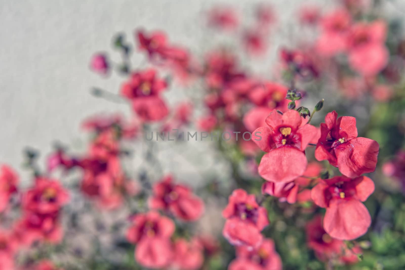 Red flowers with blurred background