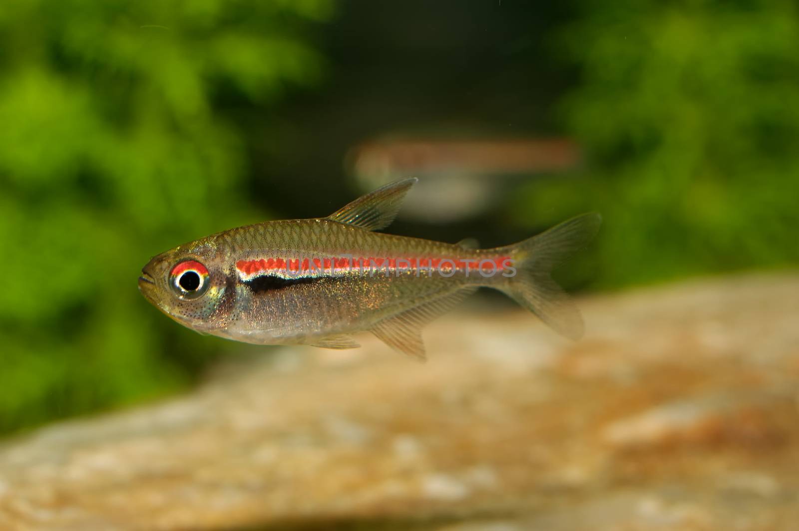 Tetra fish from the genus Hemigrammus in the aquarium