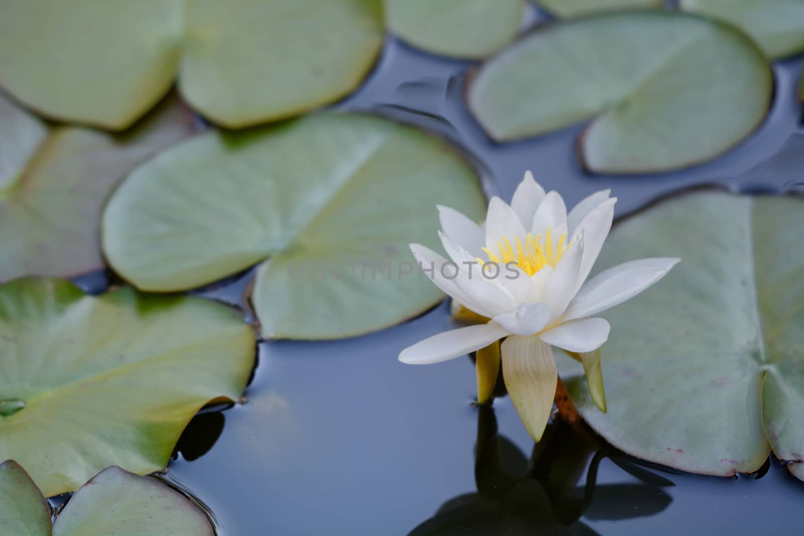 Aquatic lily flower on the surface of the leaves