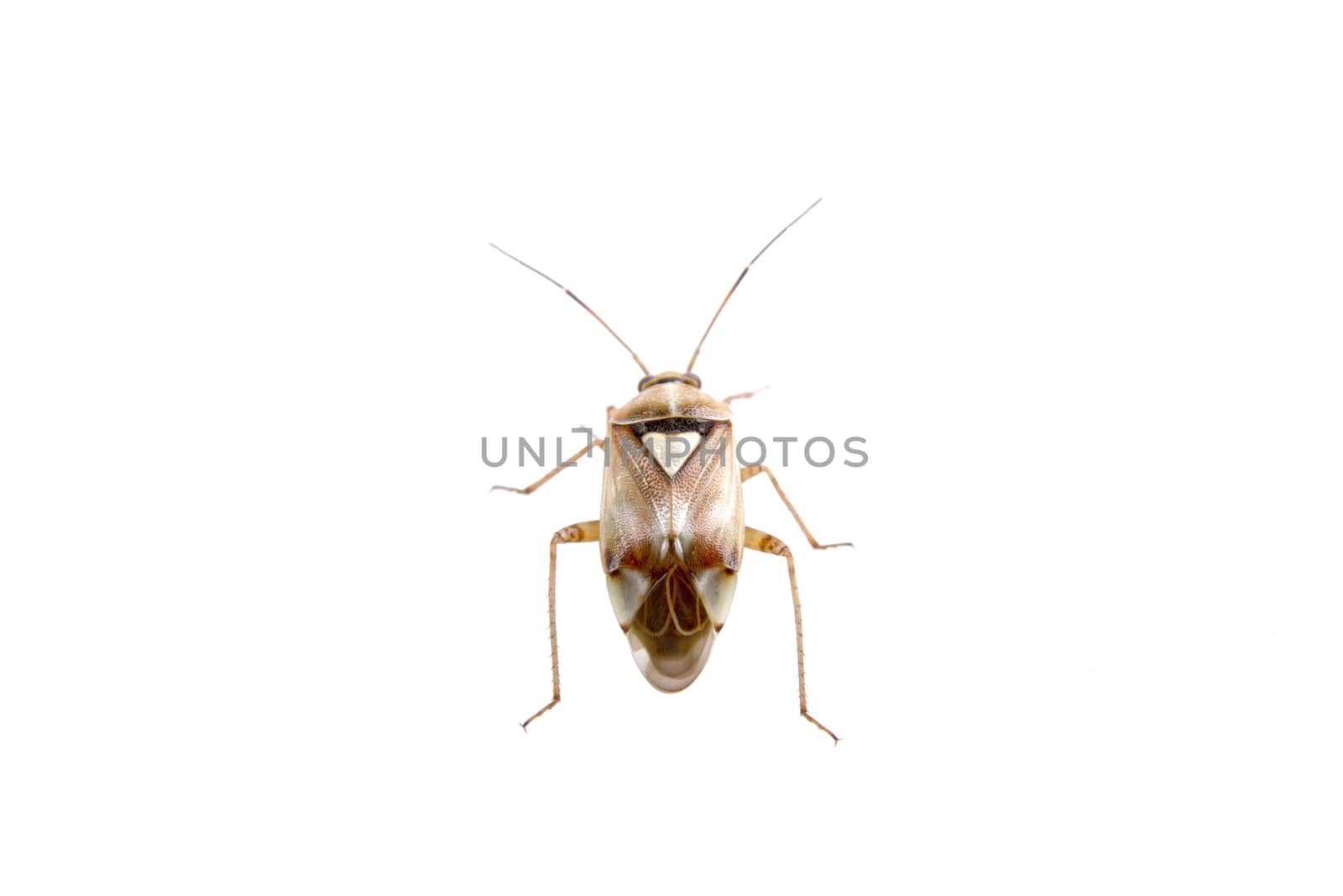 Brown shield bug isolated on a white background