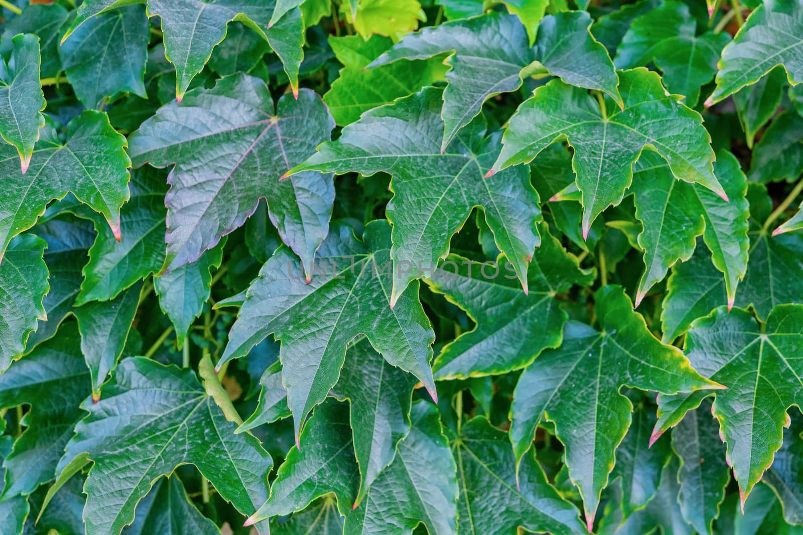 Tiny green leaves background