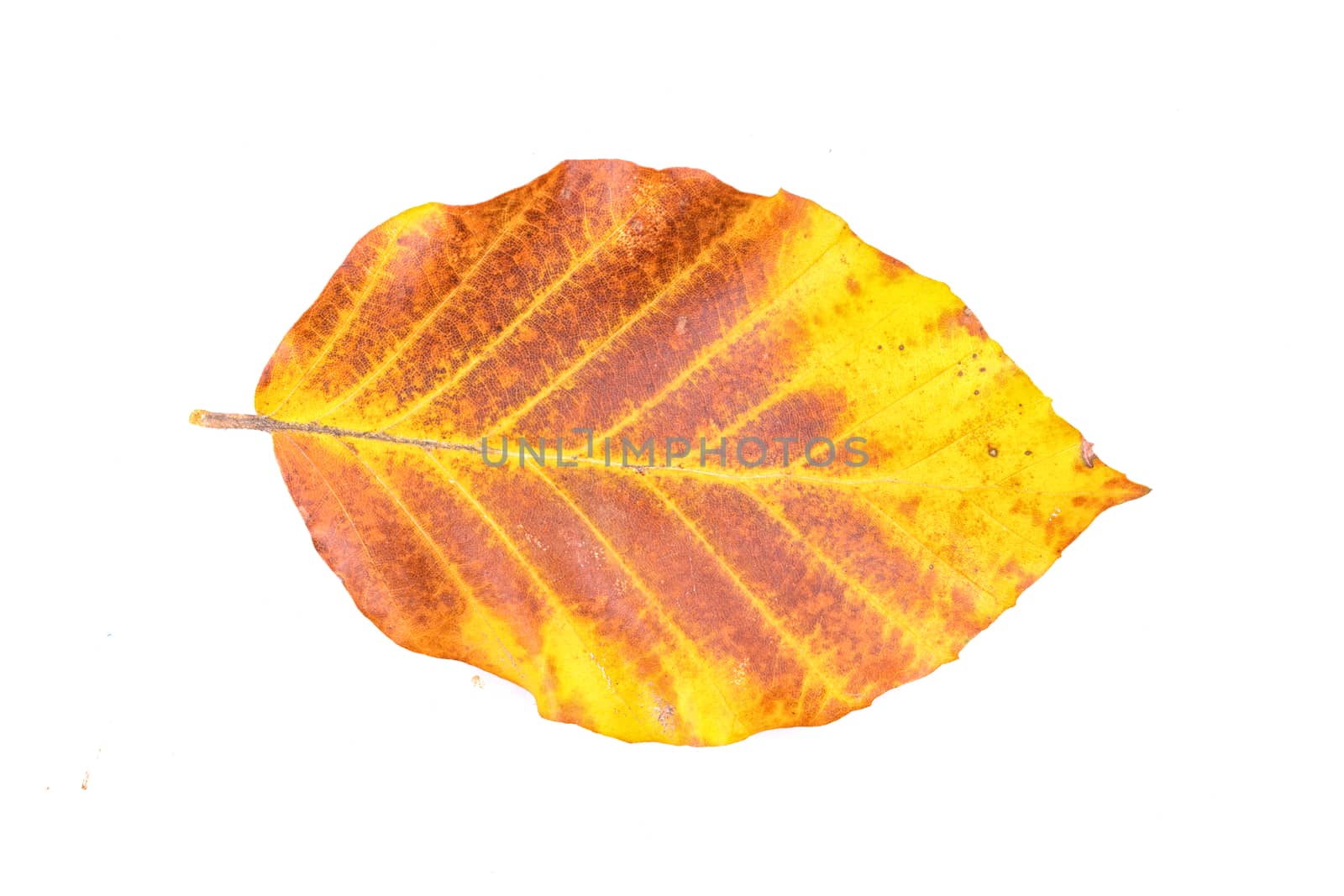 Colored leaf isolated on a white background