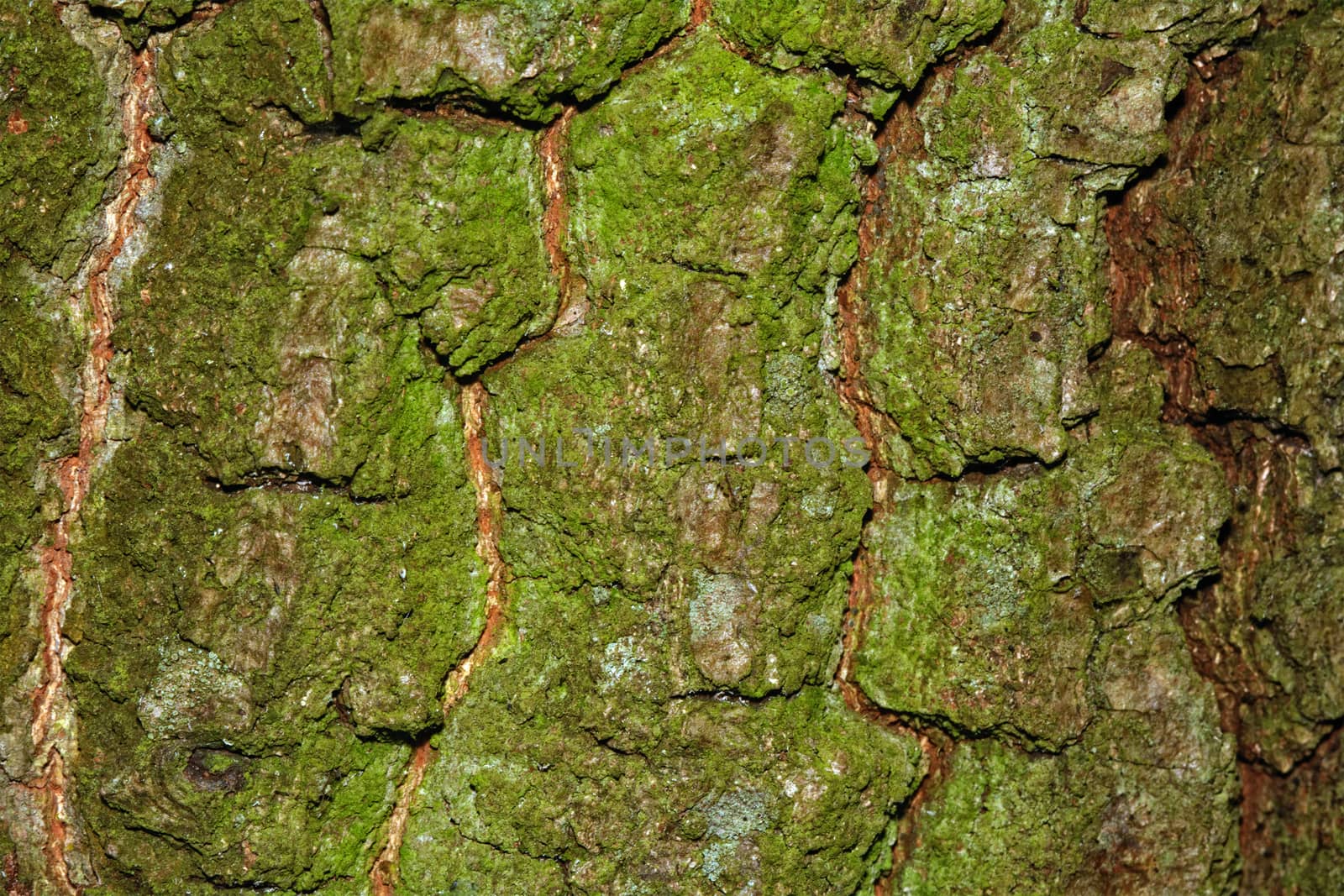 Nice detailed macro brown green tree terk