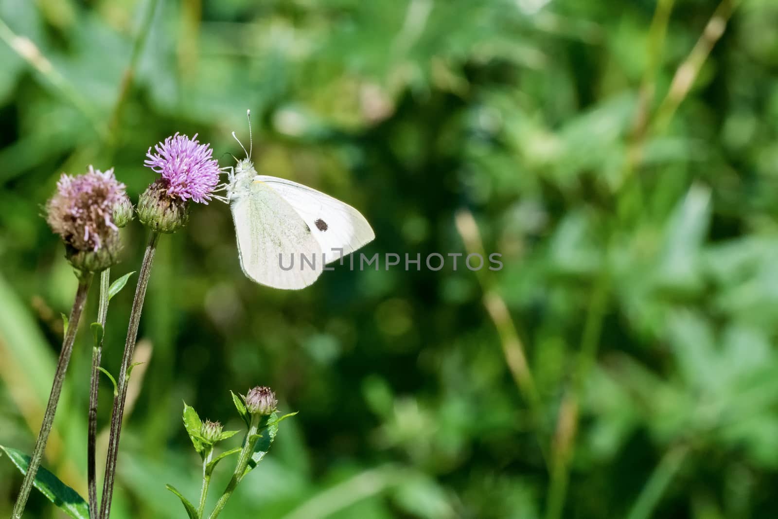 White butterfly sitting on the thistle by neryx