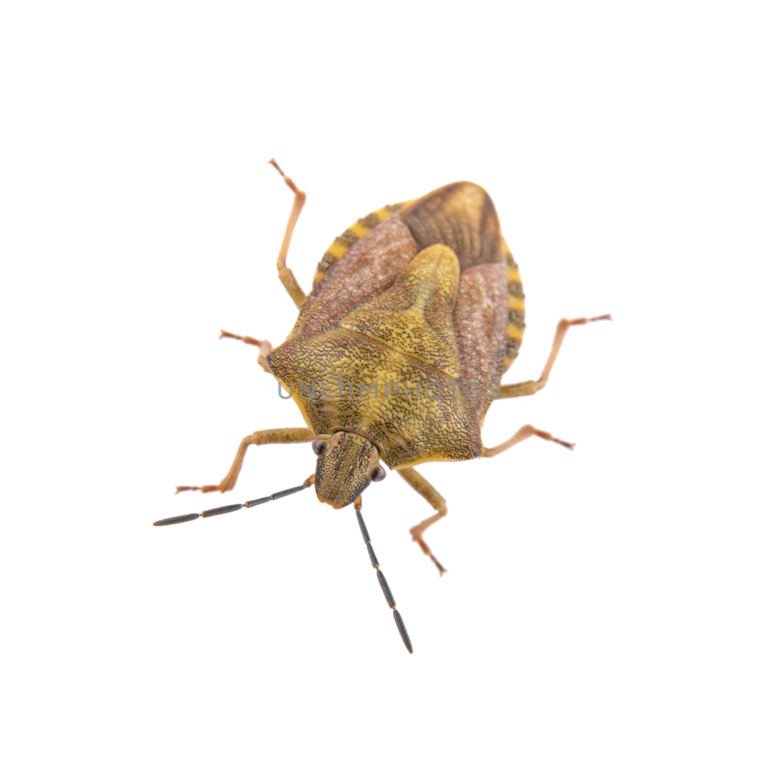 Brown shield bug isolated on a white background