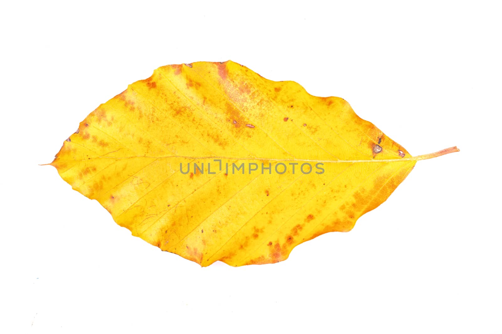 Colored leaf isolated on a white background