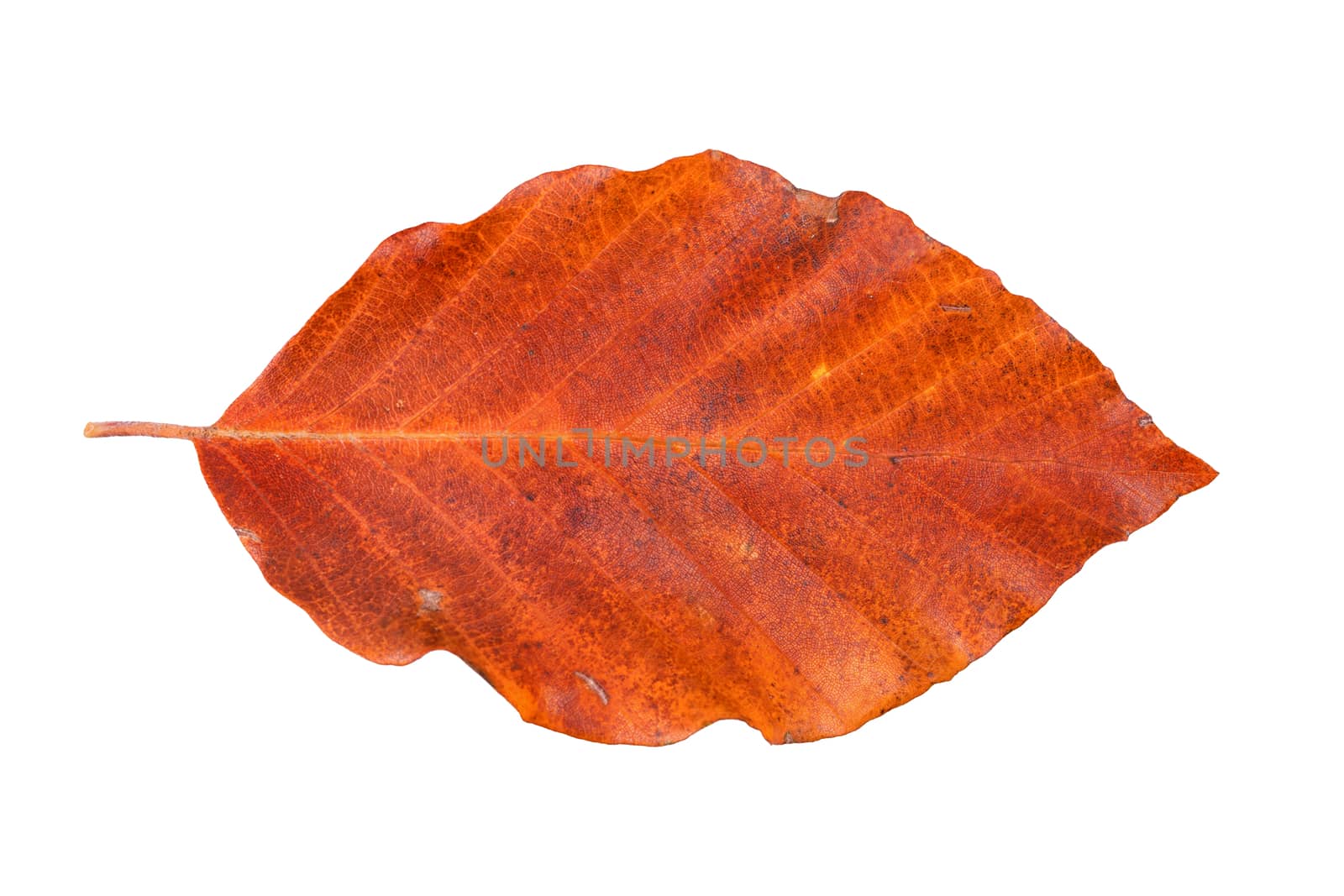 Colored leaf isolated on a white background