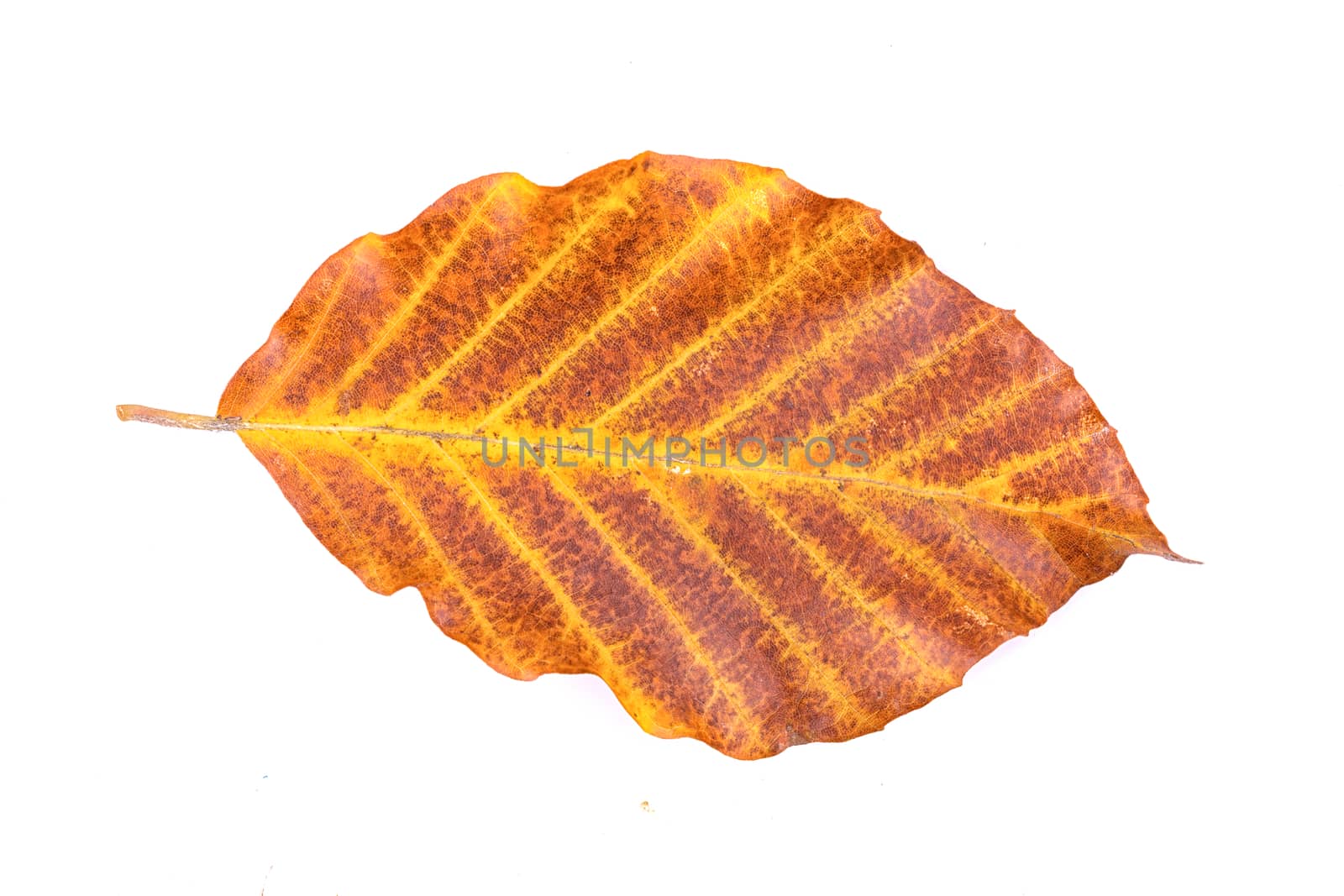 Colored leaf isolated on a white background