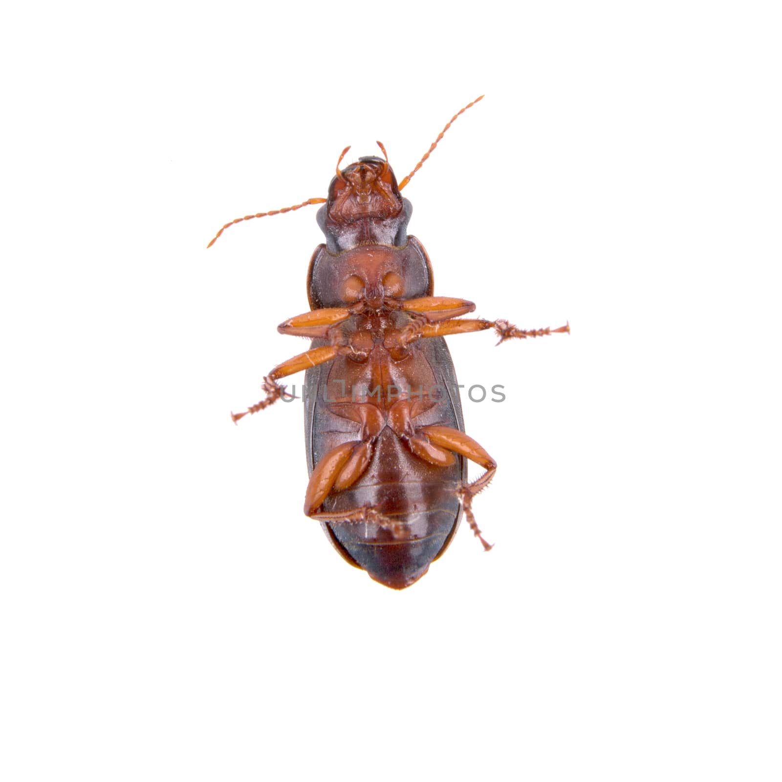 Brown bug isolated on a white background