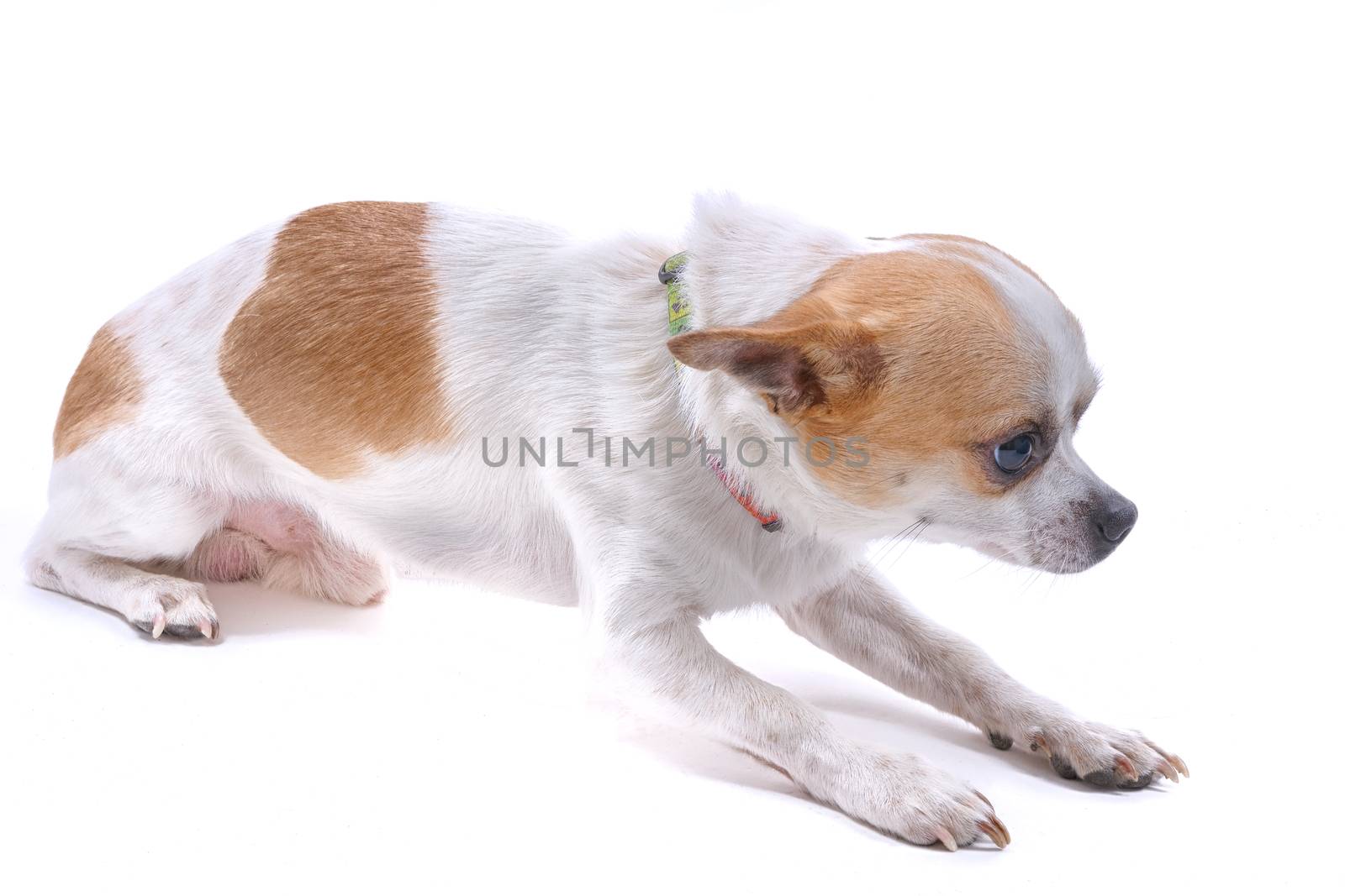 Nice chihuahua dog portrait on white background.