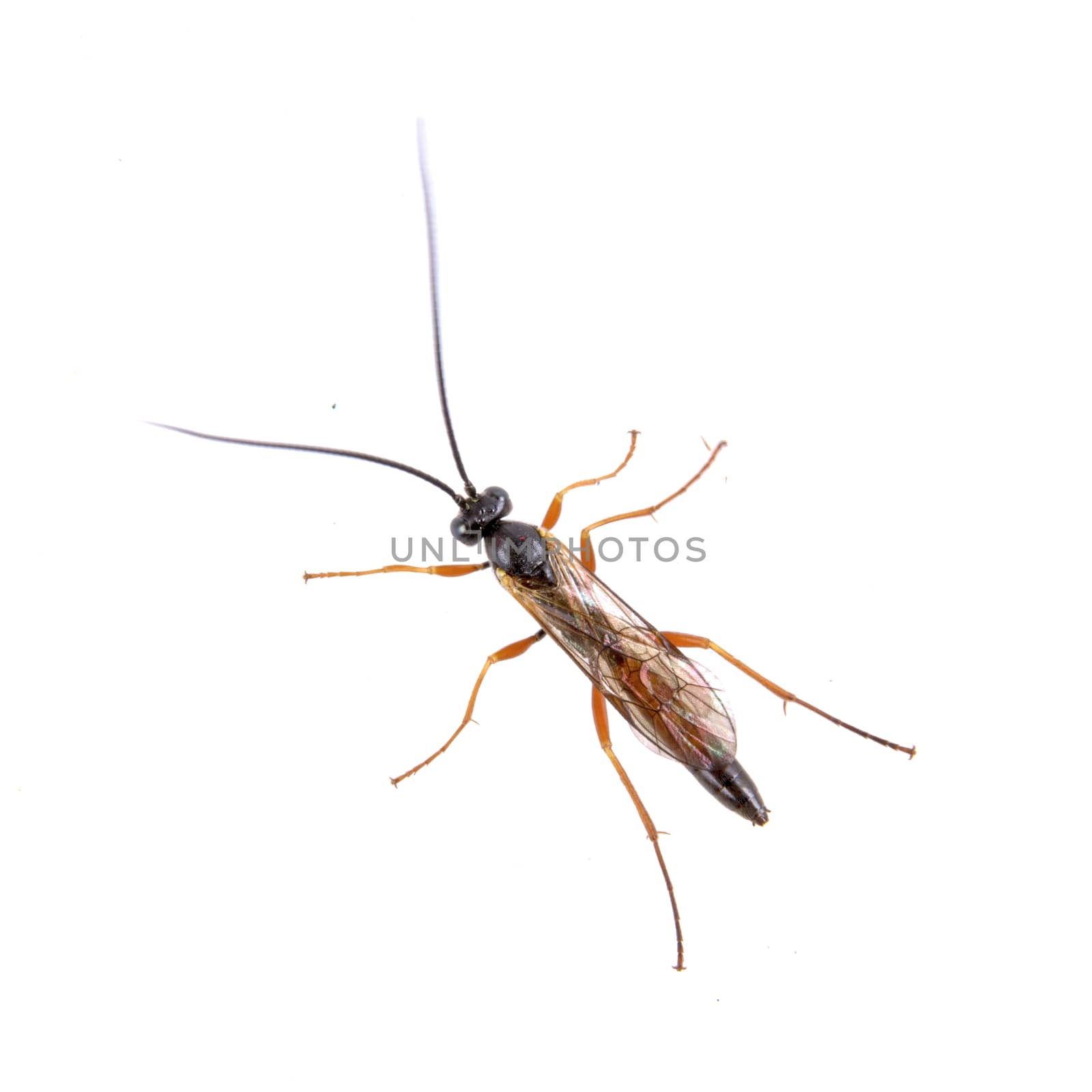 Black insect isolated on the white background