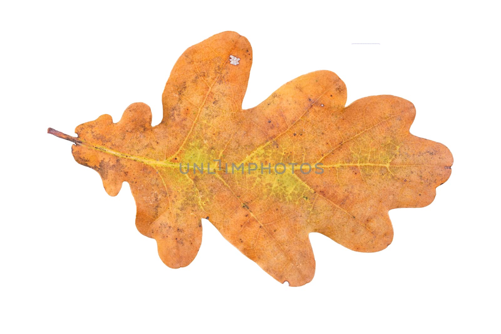 Colored leaf isolated on a white background