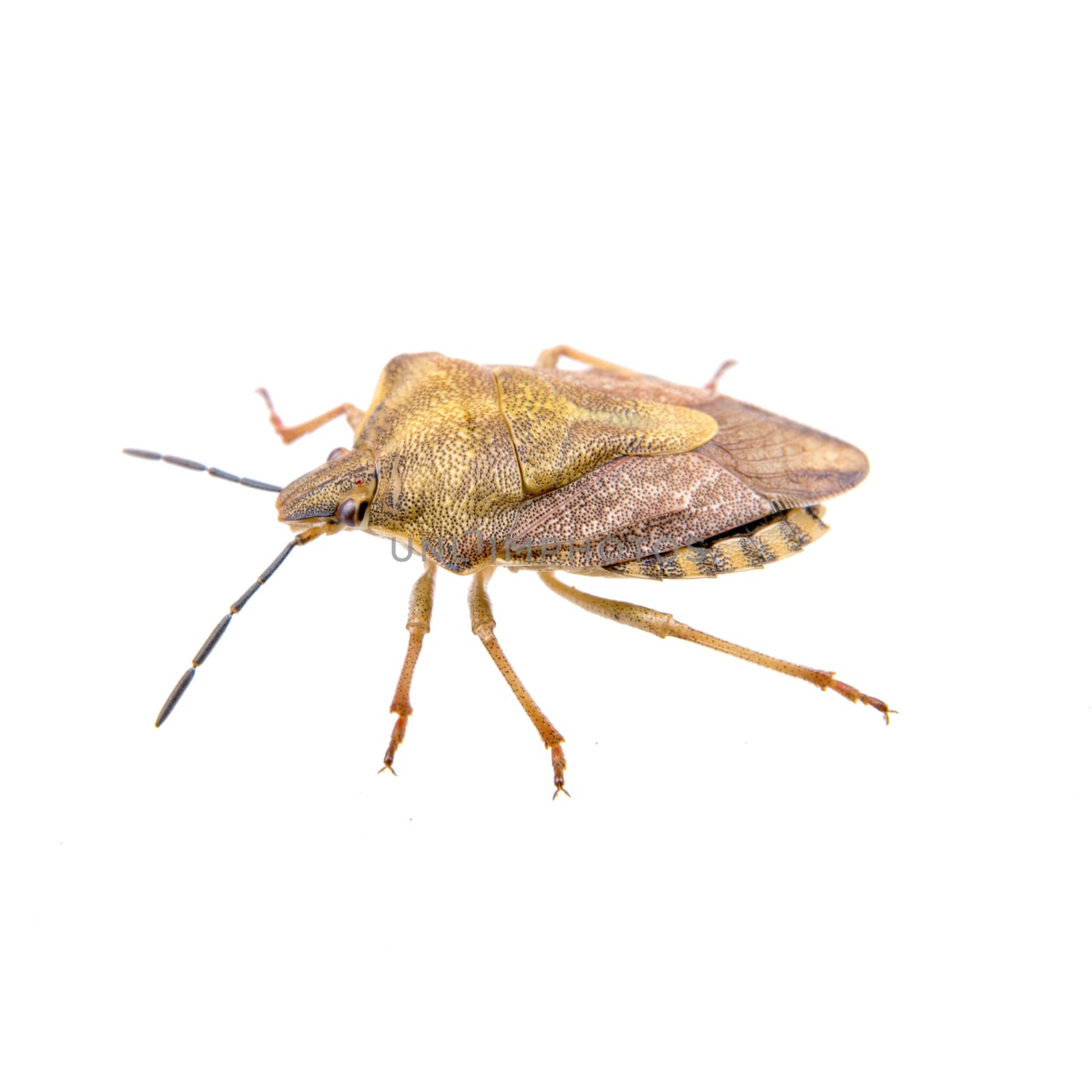 Brown shield bug isolated on a white background