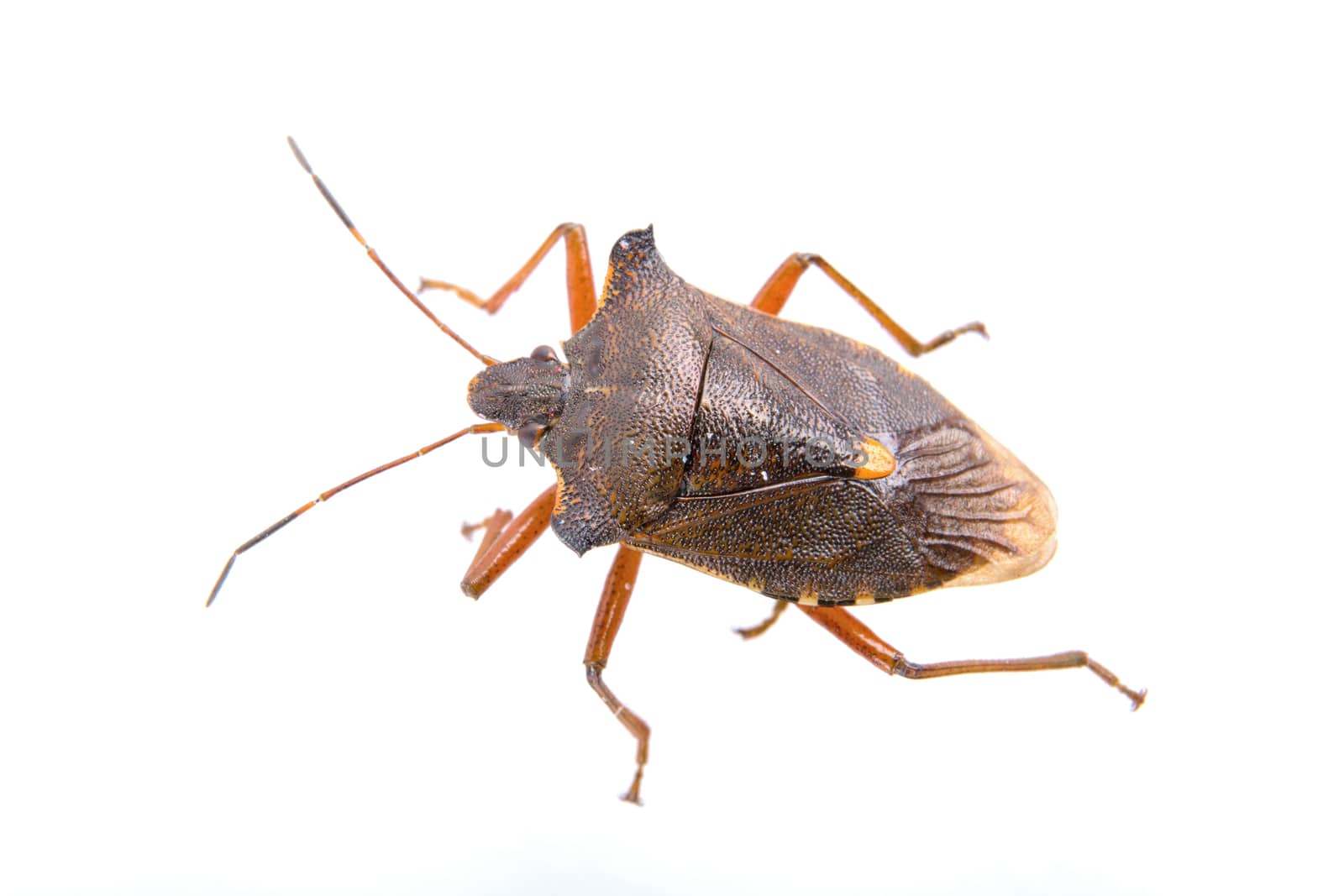 Brown shield bug isolated on a white background
