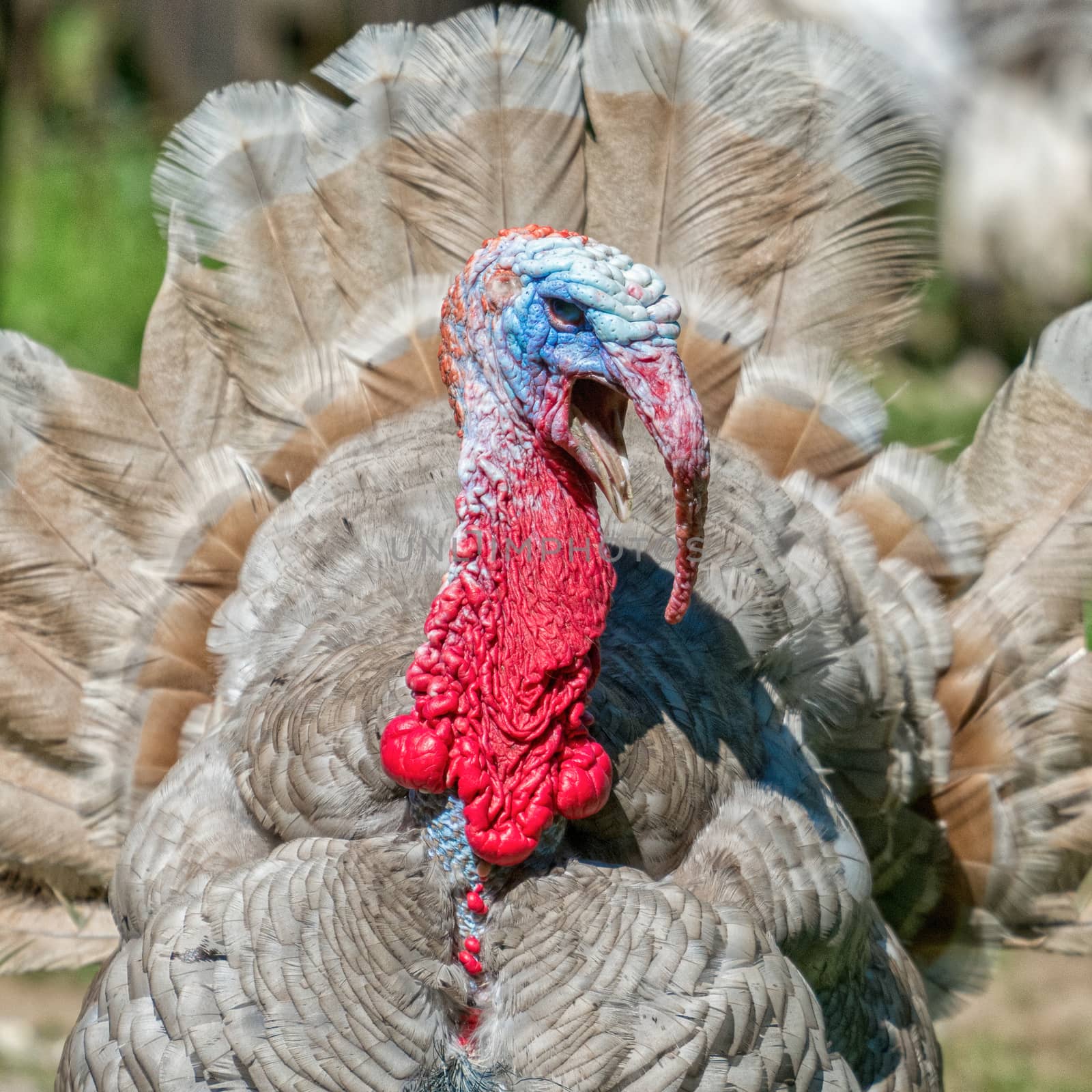 Detail of the red head of grey turkey bird