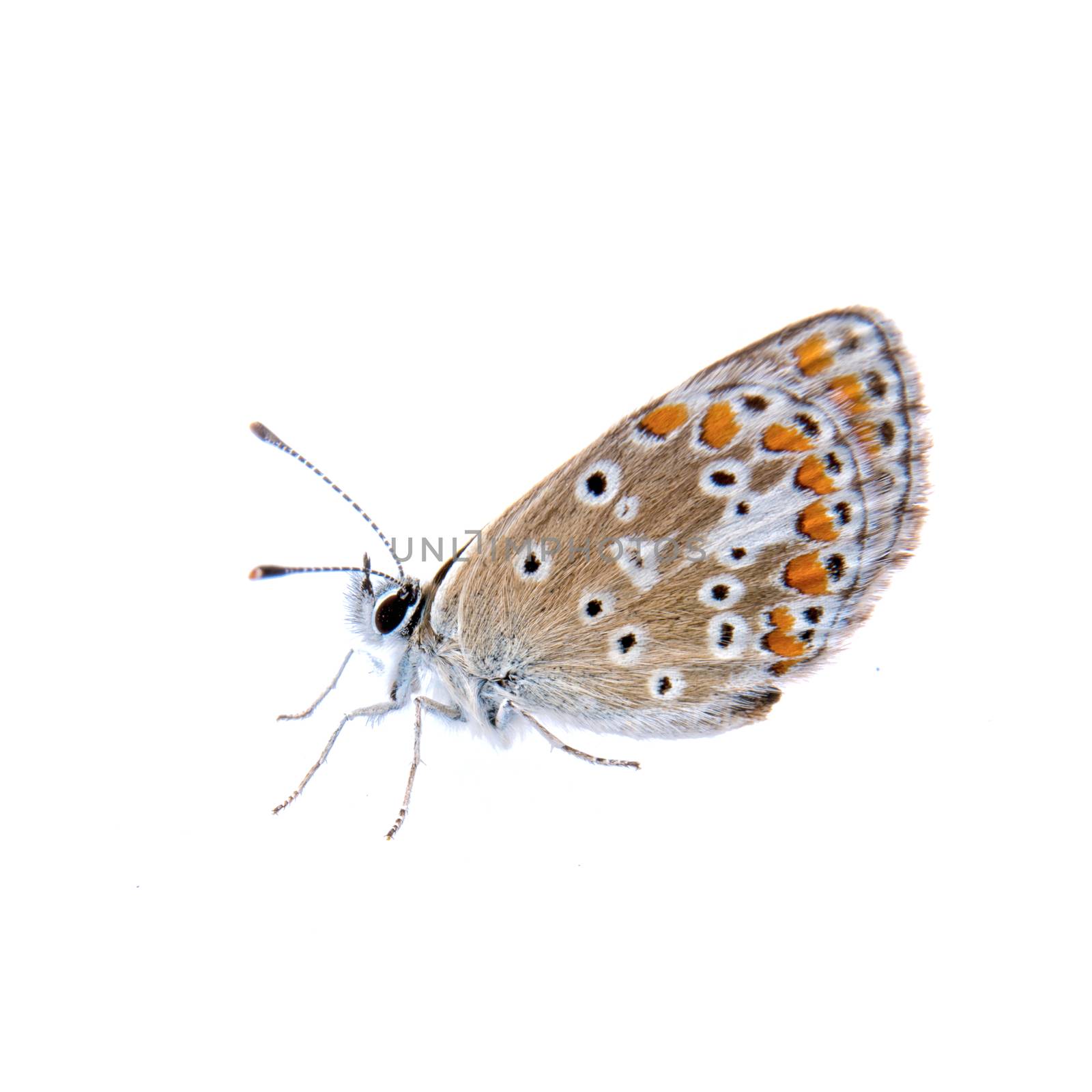 Colored butterfly isolated on the white background