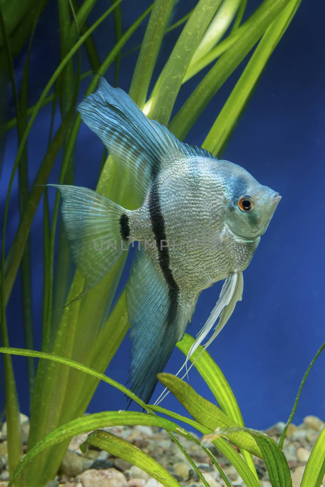 Cichlid fish from genus Pterophyllum in the aquarium