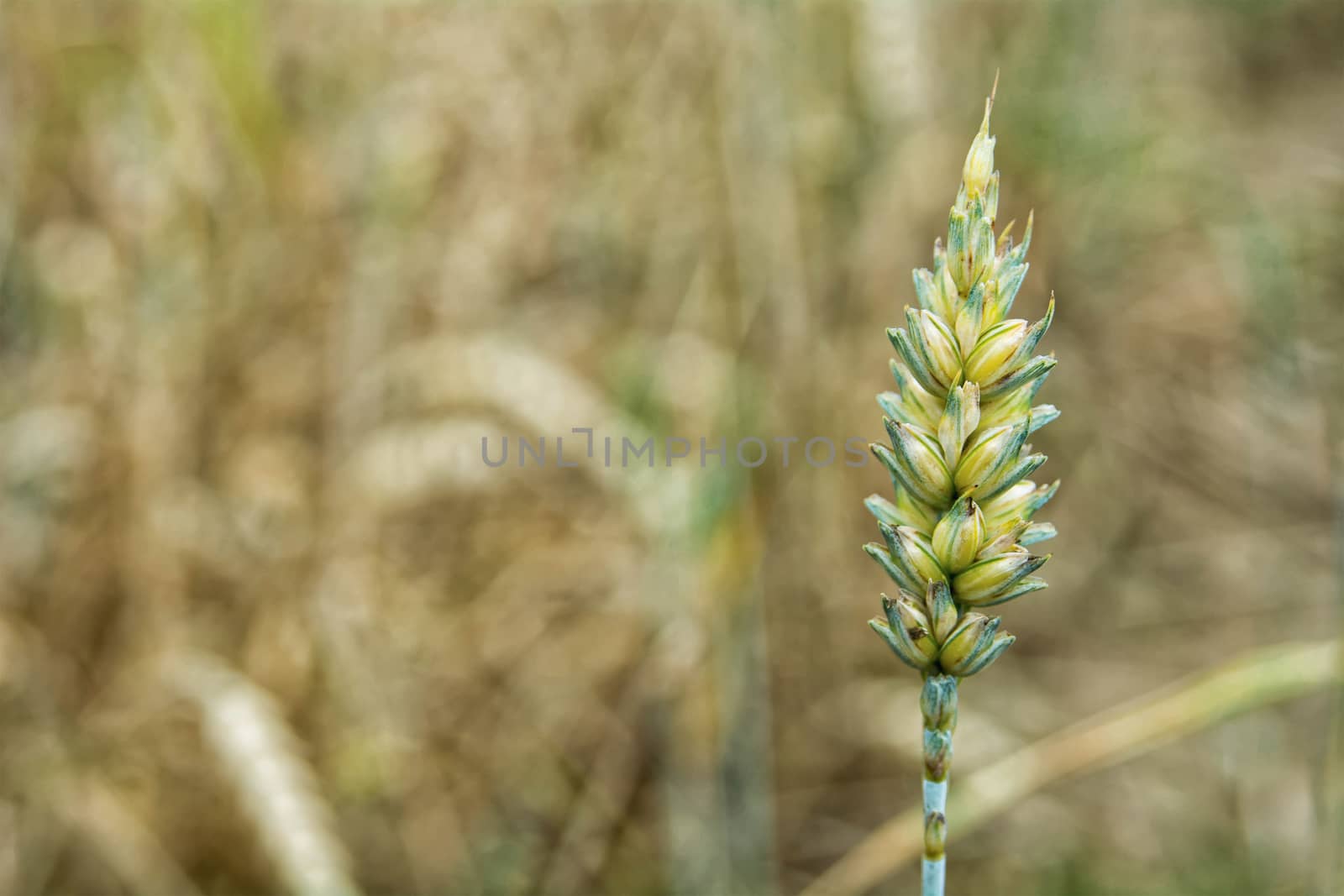 Detail Ear of corn with nice blurred background