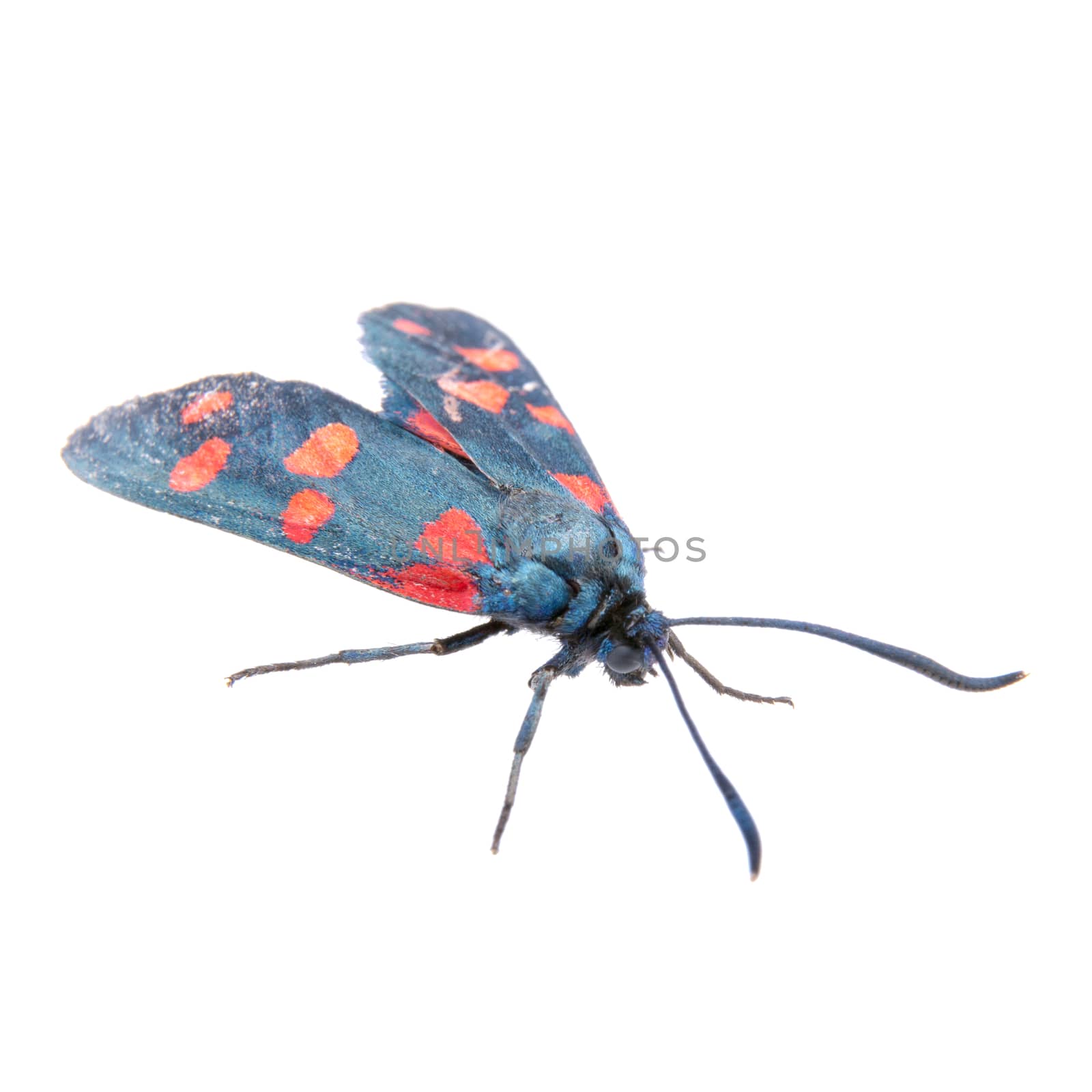 Six-spot burnet isolated on the white background