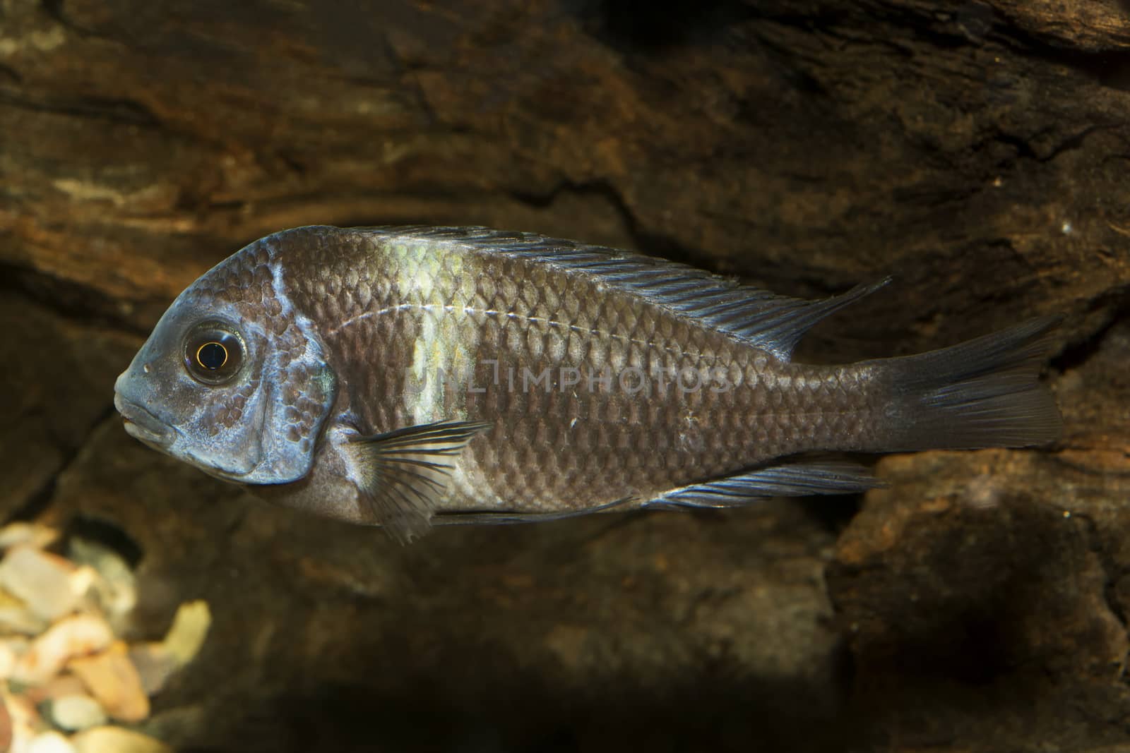 Cichlid fish from genus Tropheus in the aquarium