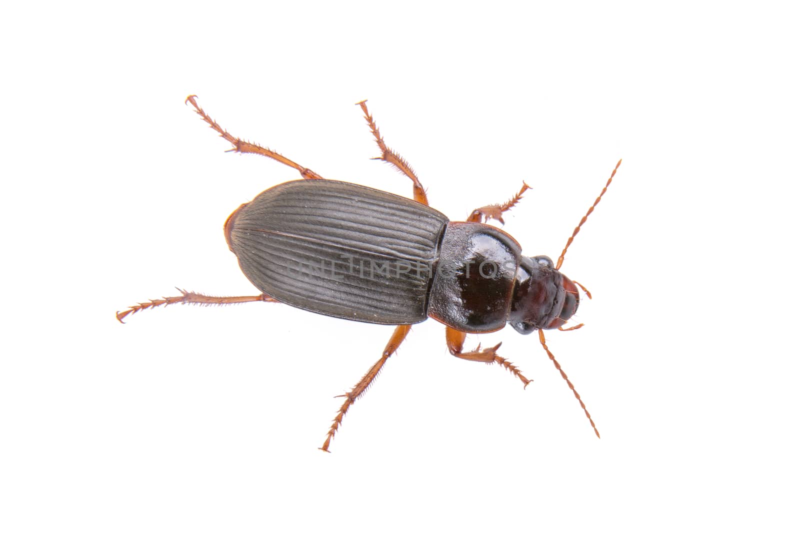 Brown bug isolated on a white background
