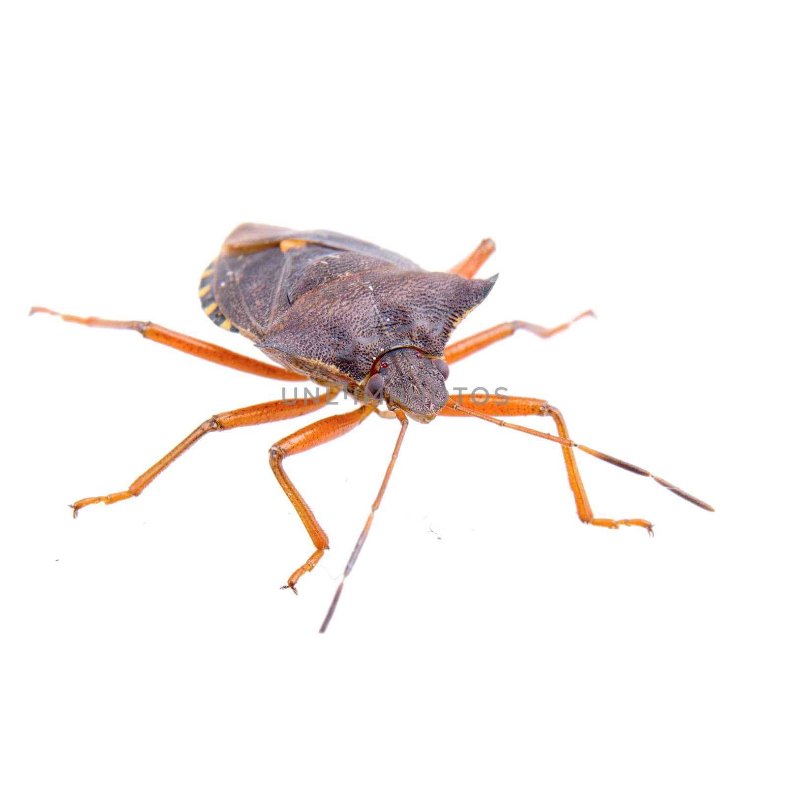 Brown shield bug isolated on a white background