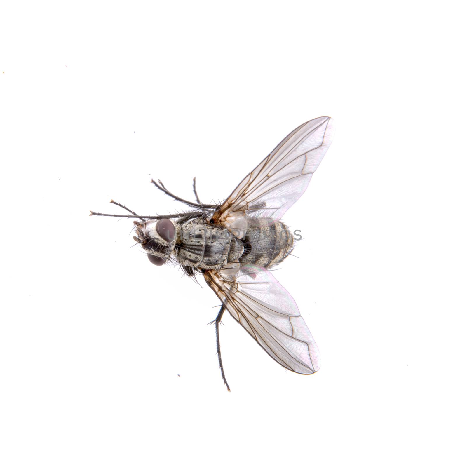 Grey fly isolated on a black background