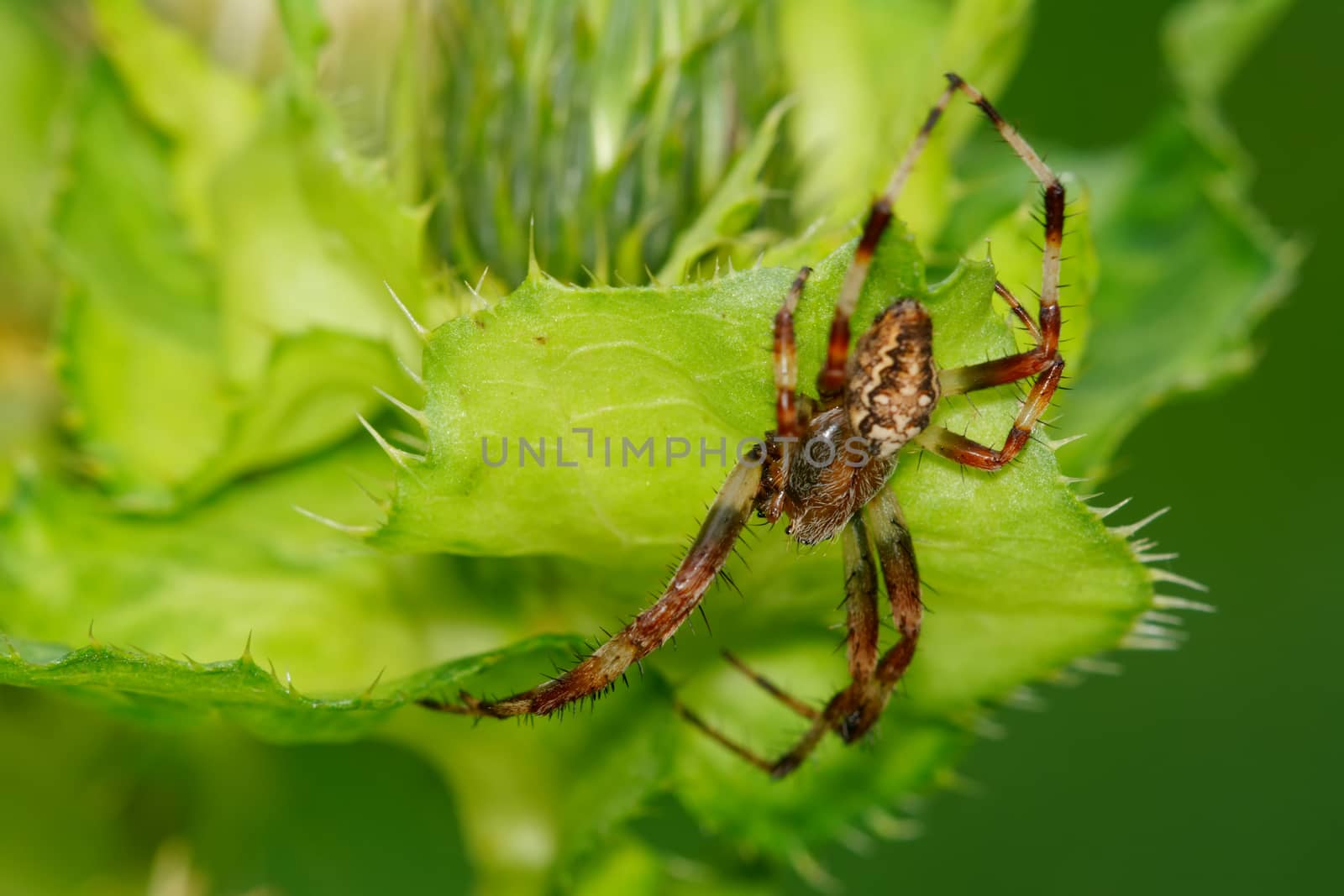 Brown spider sitting on a green thistle flower