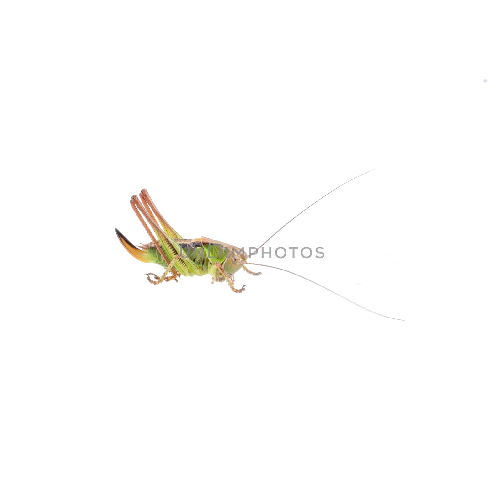 Green brown grasshopper isolated on a white background