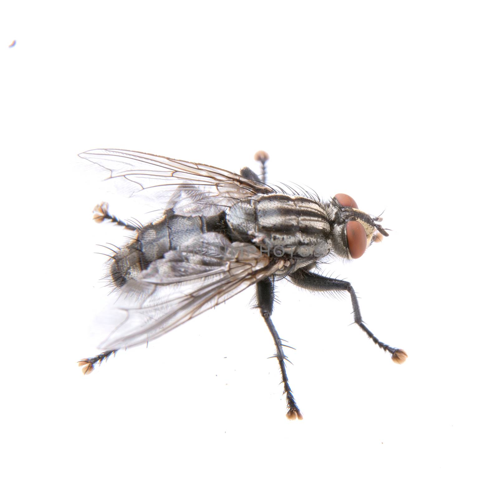 Black fly isolated on a white background
