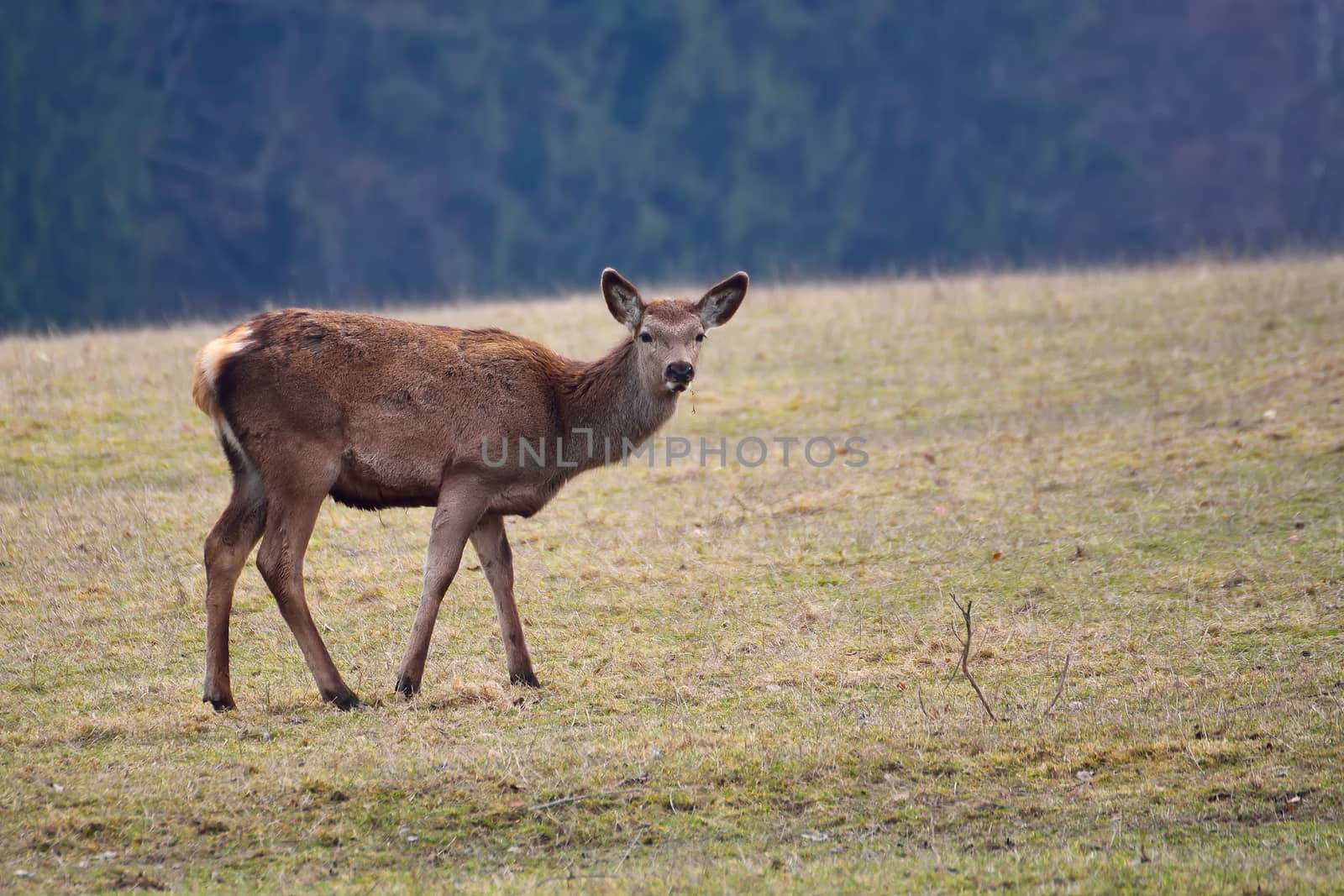 Female deer grazing in a meadow near the forest