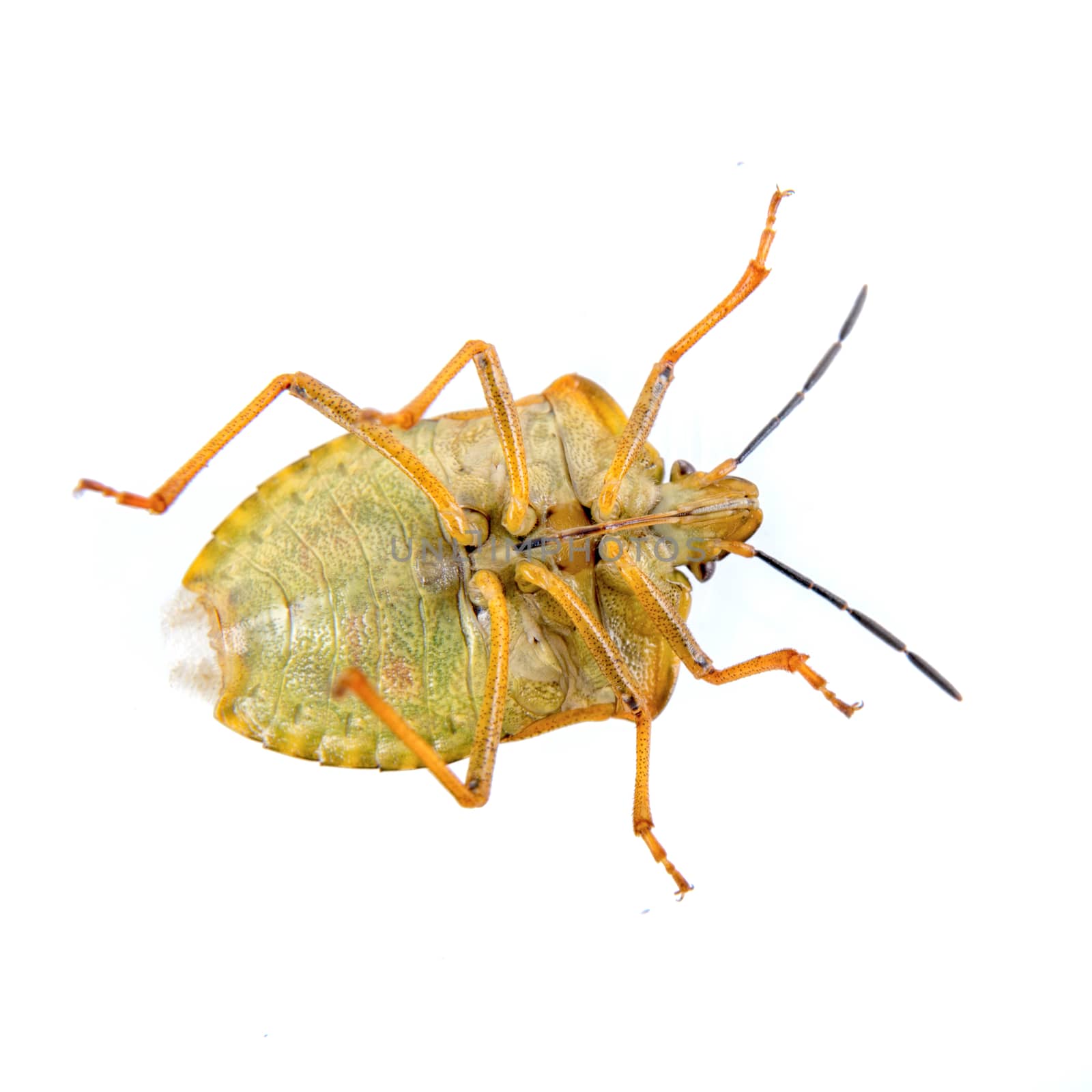 Brown shield bug isolated on a white background