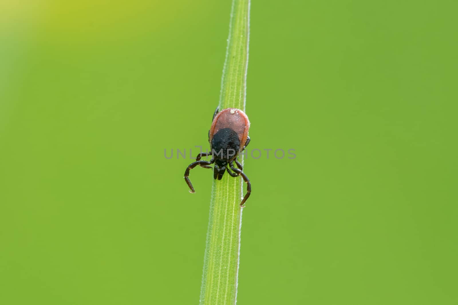 Tick ​​sitting on a leaf of grass with green background