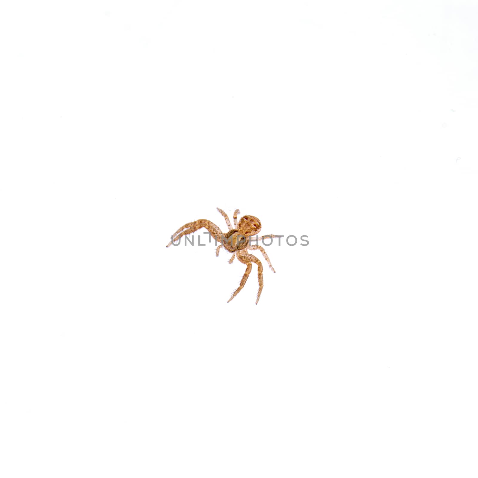 Small spider isolated on a white background