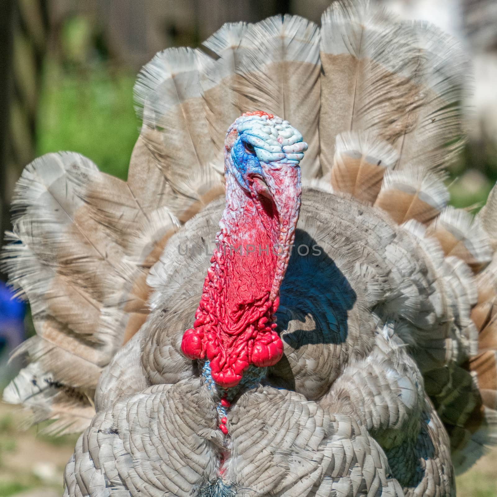 Detail of the red head of grey turkey bird