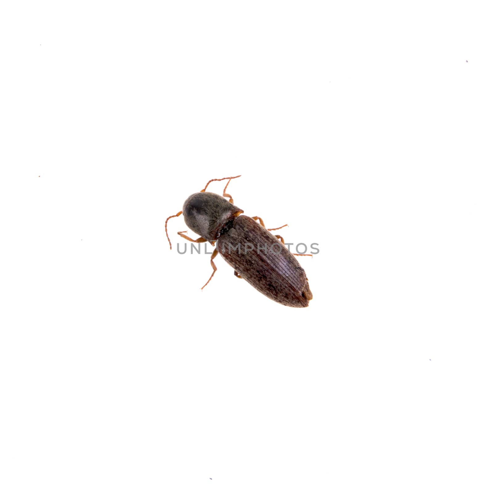 Brown bug isolated on a white background