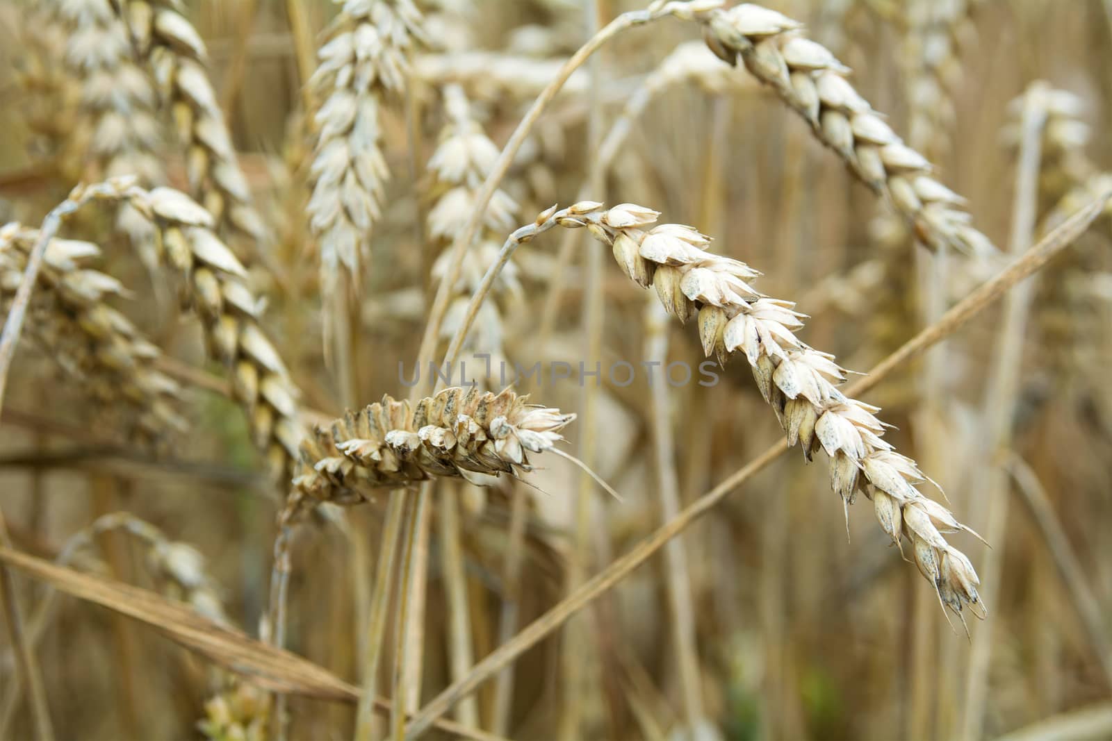 Detail Ear of corn with nice blurred background