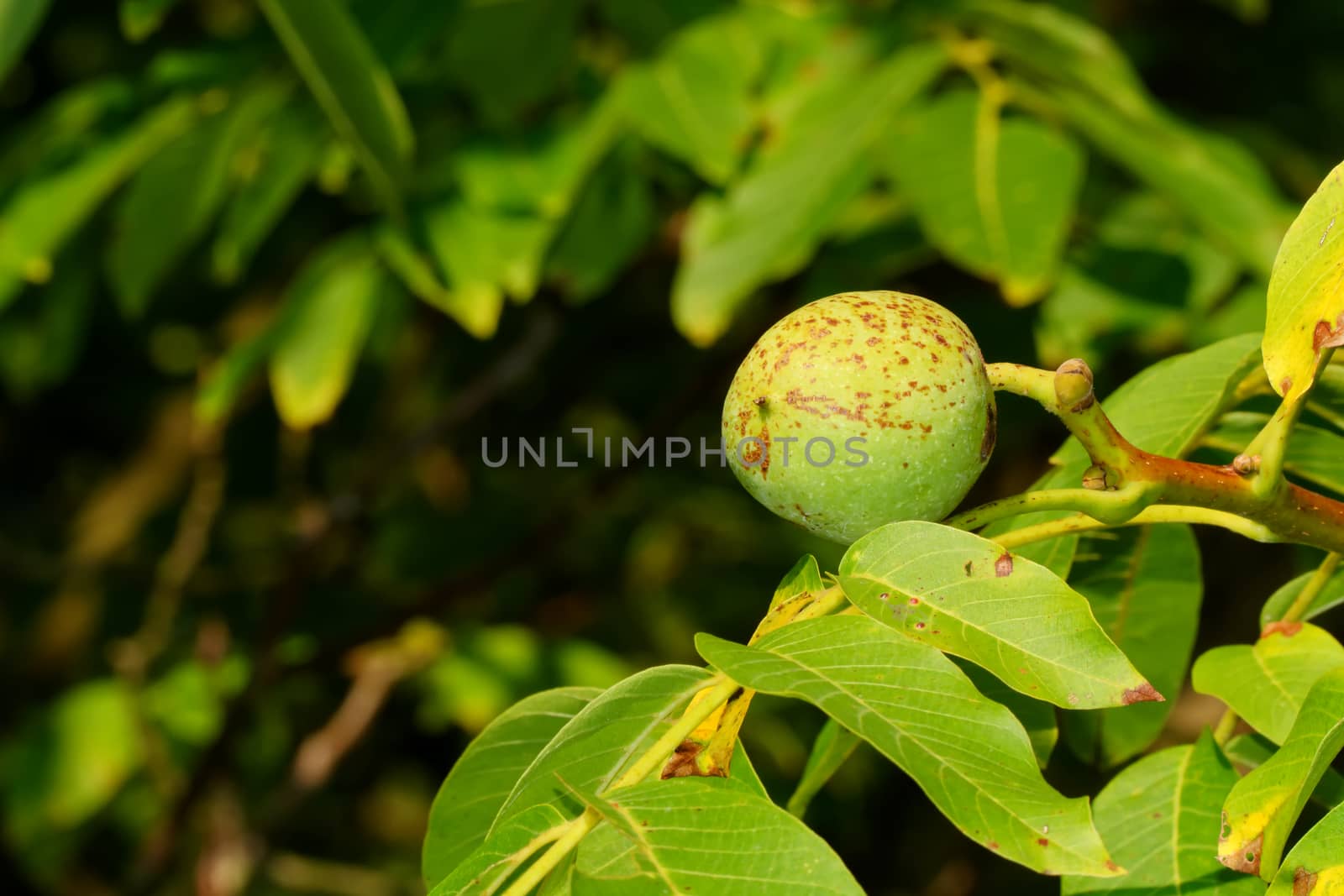 Walnut growing on tree with blurred background