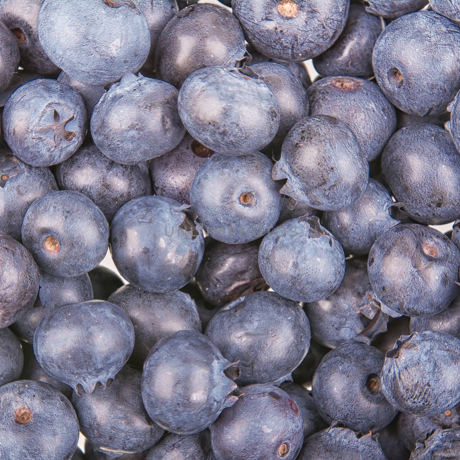 Freshly picked group of blueberries as creative background