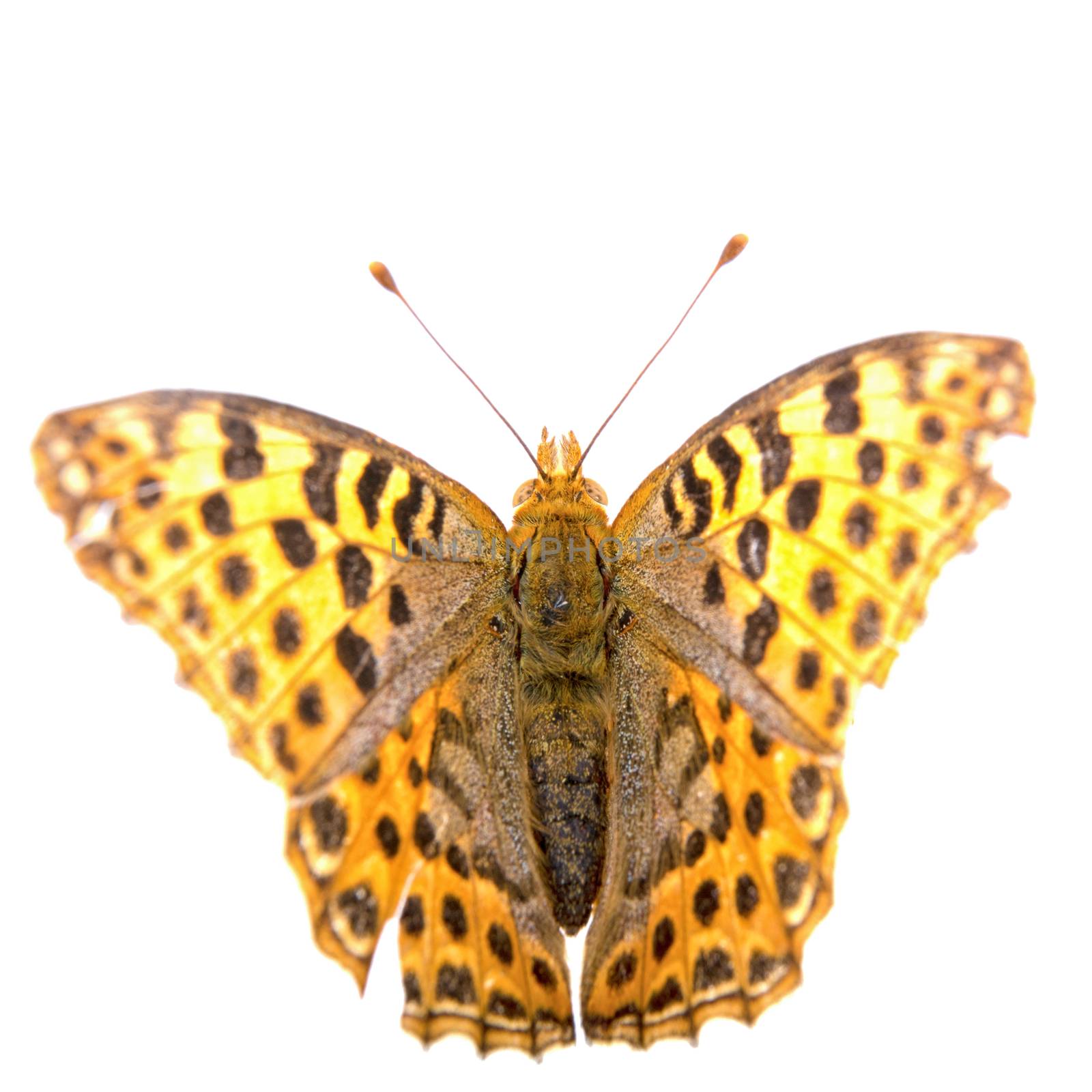 Colored butterfly isolated on the white background