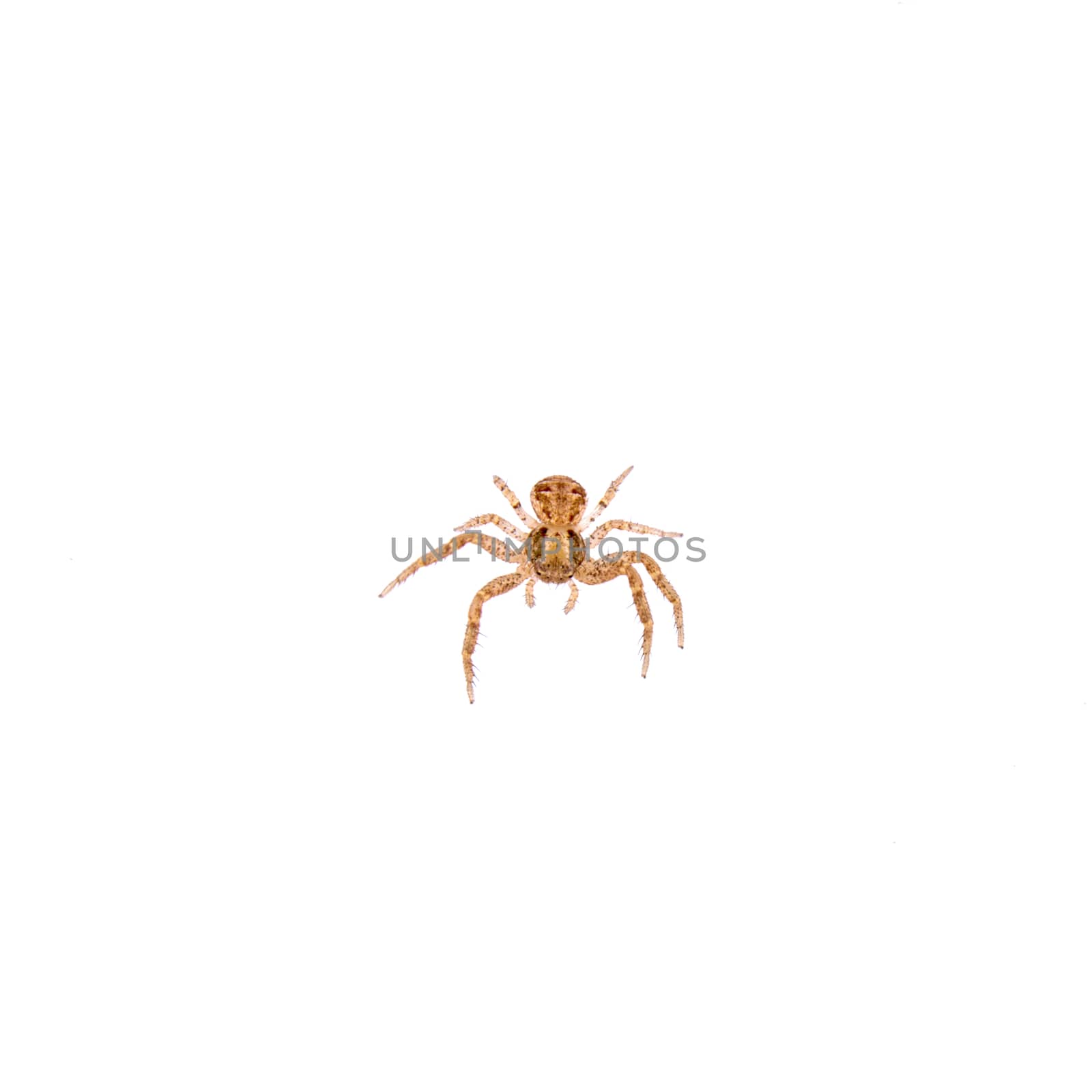 Small spider isolated on a white background