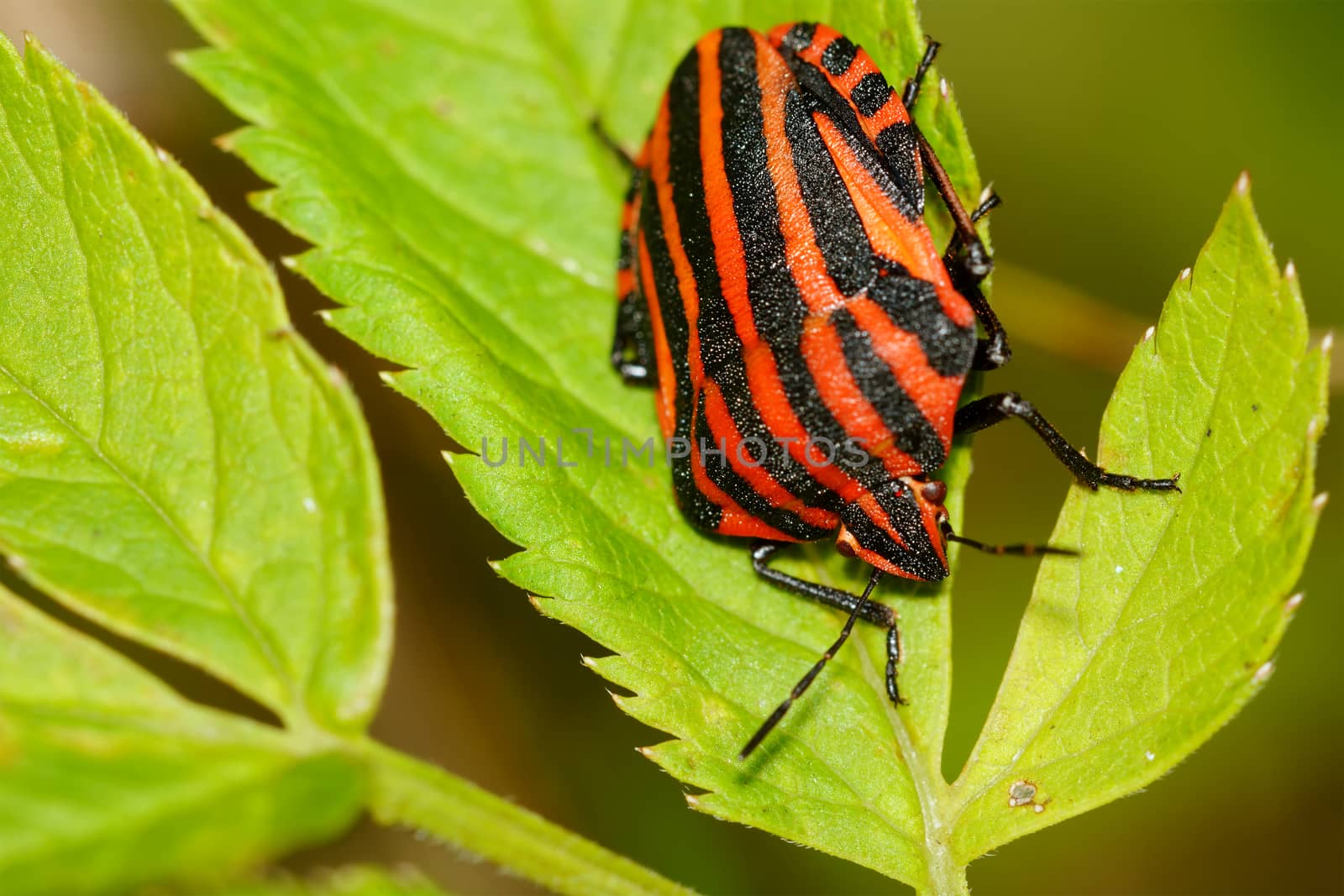 Red black striped shield bug sitting on a green flower