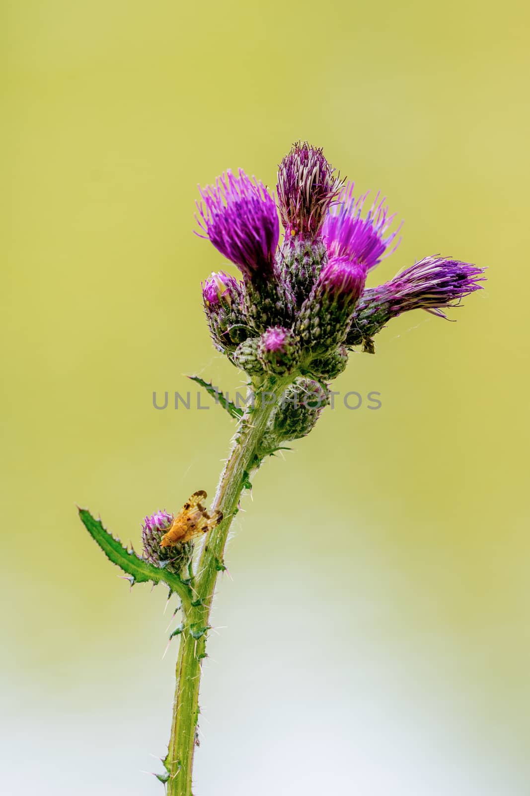 Yellow fly sitting on a flower violet thistle