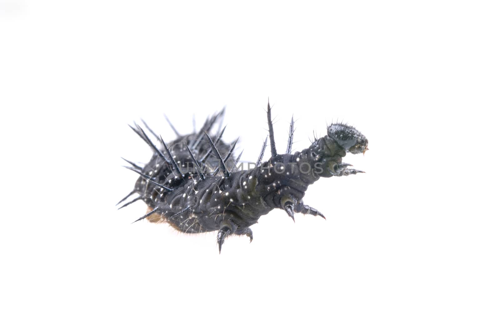 Black caterpillar with white spots isolated on a white background