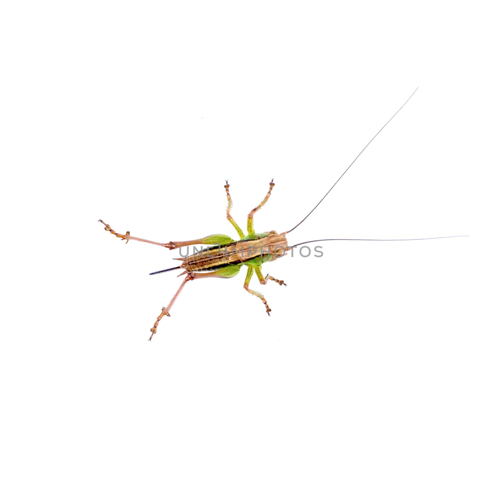 Green brown grasshopper isolated on a white background
