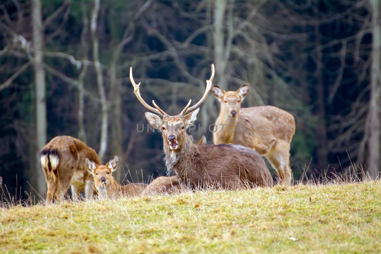 Deer standing in a meadow near the forest