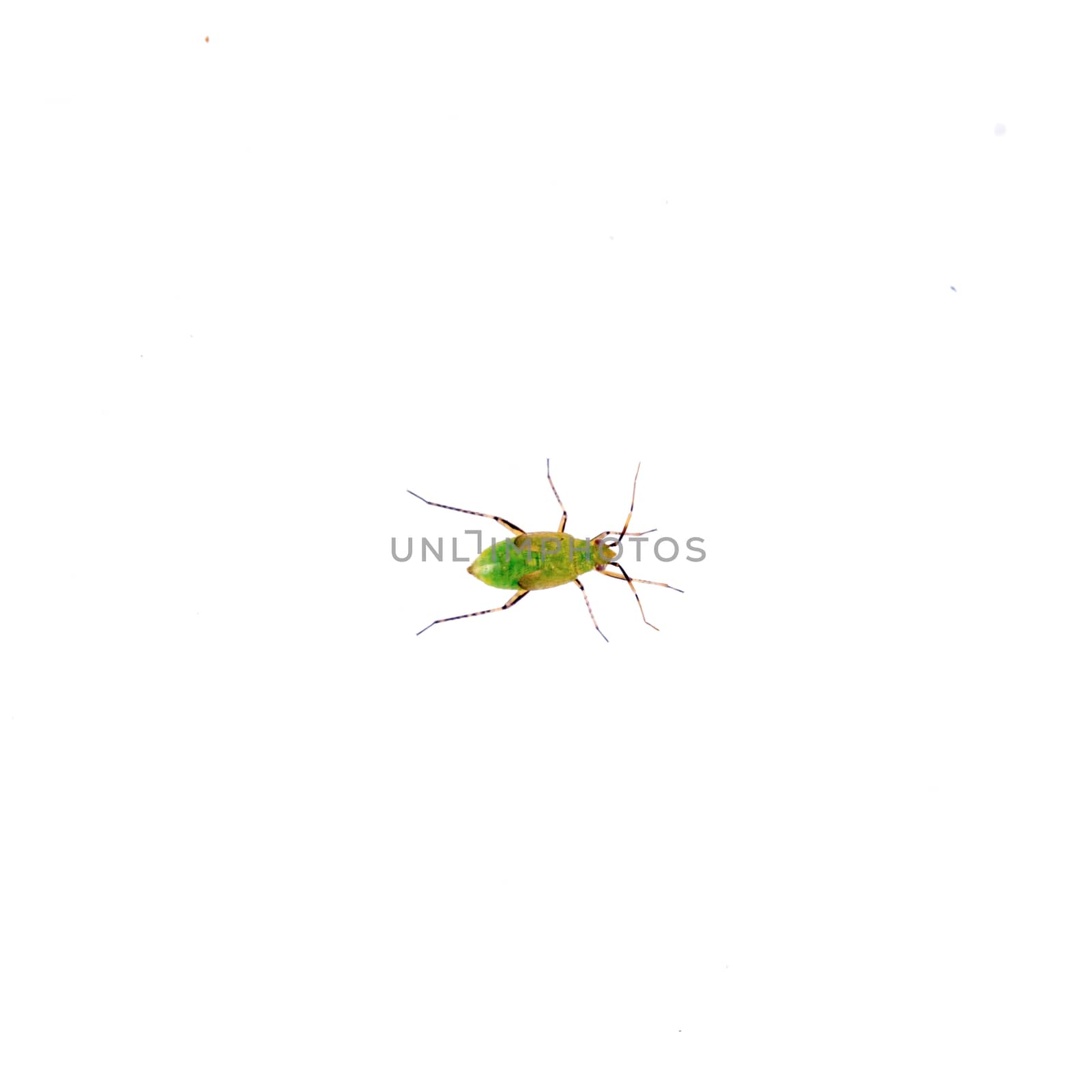 Green insect isolated on a white background