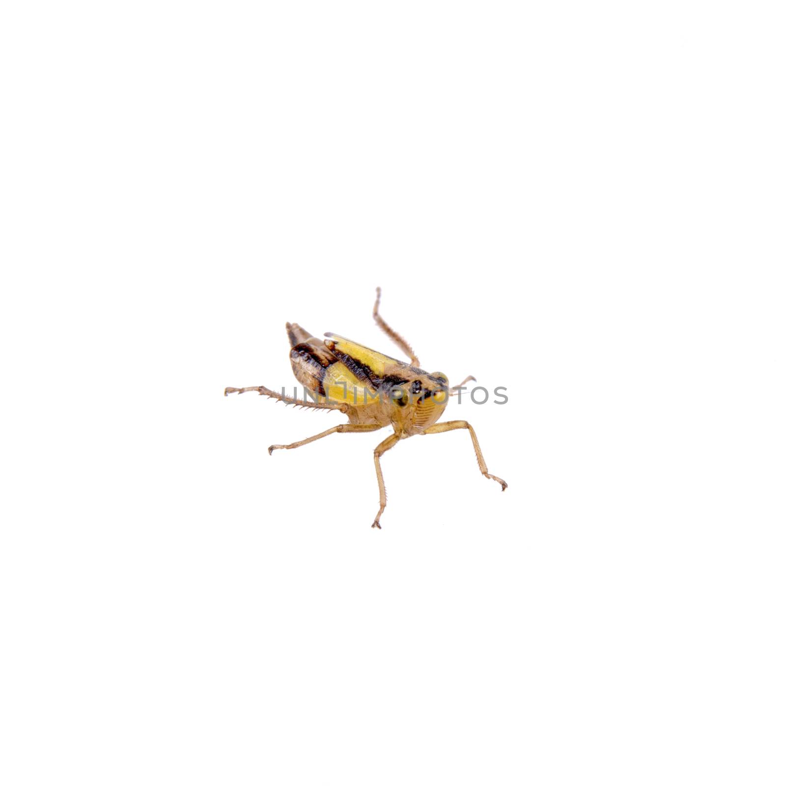 Small brown insect isolated on a white background