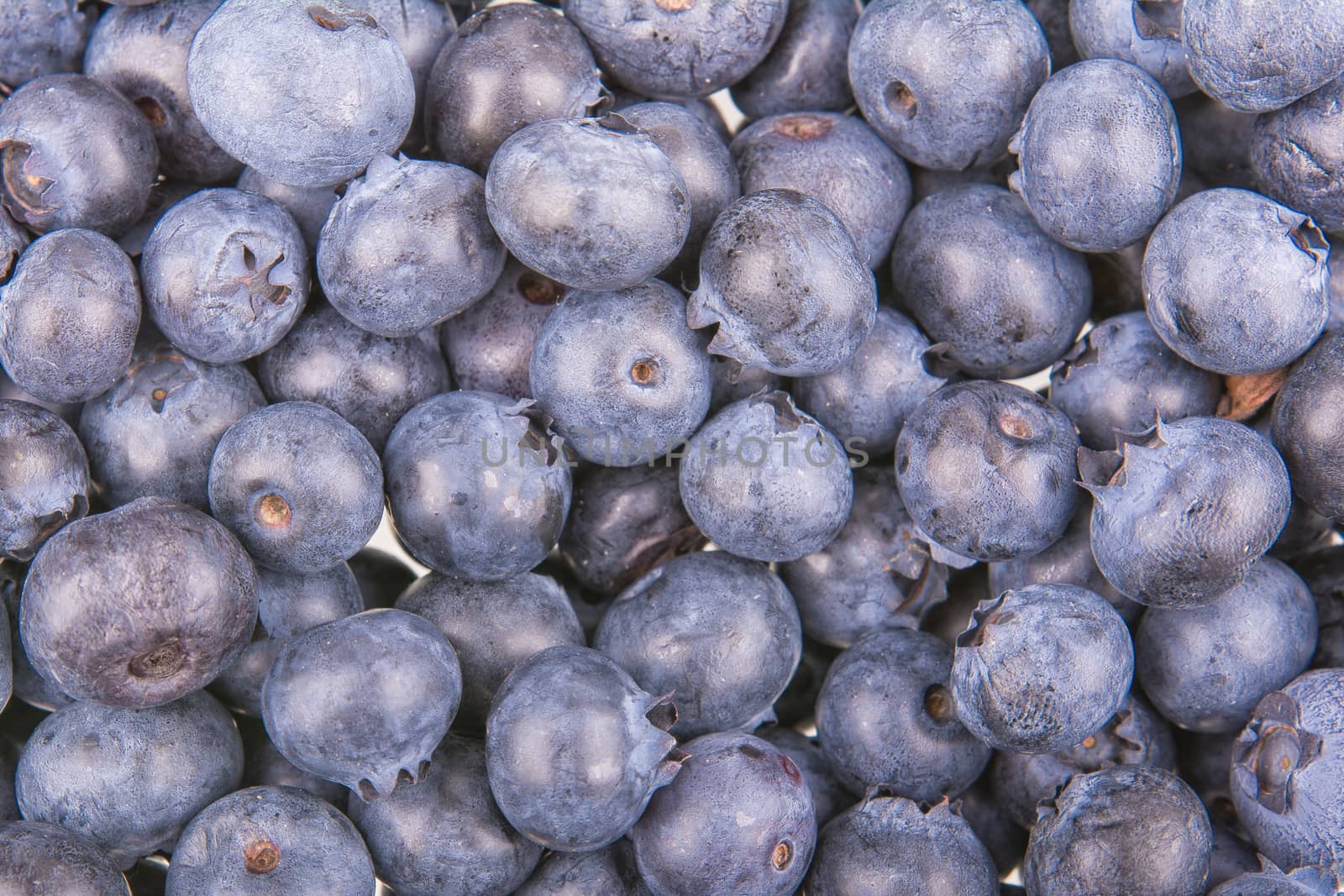 Freshly picked group of blueberries as creative background