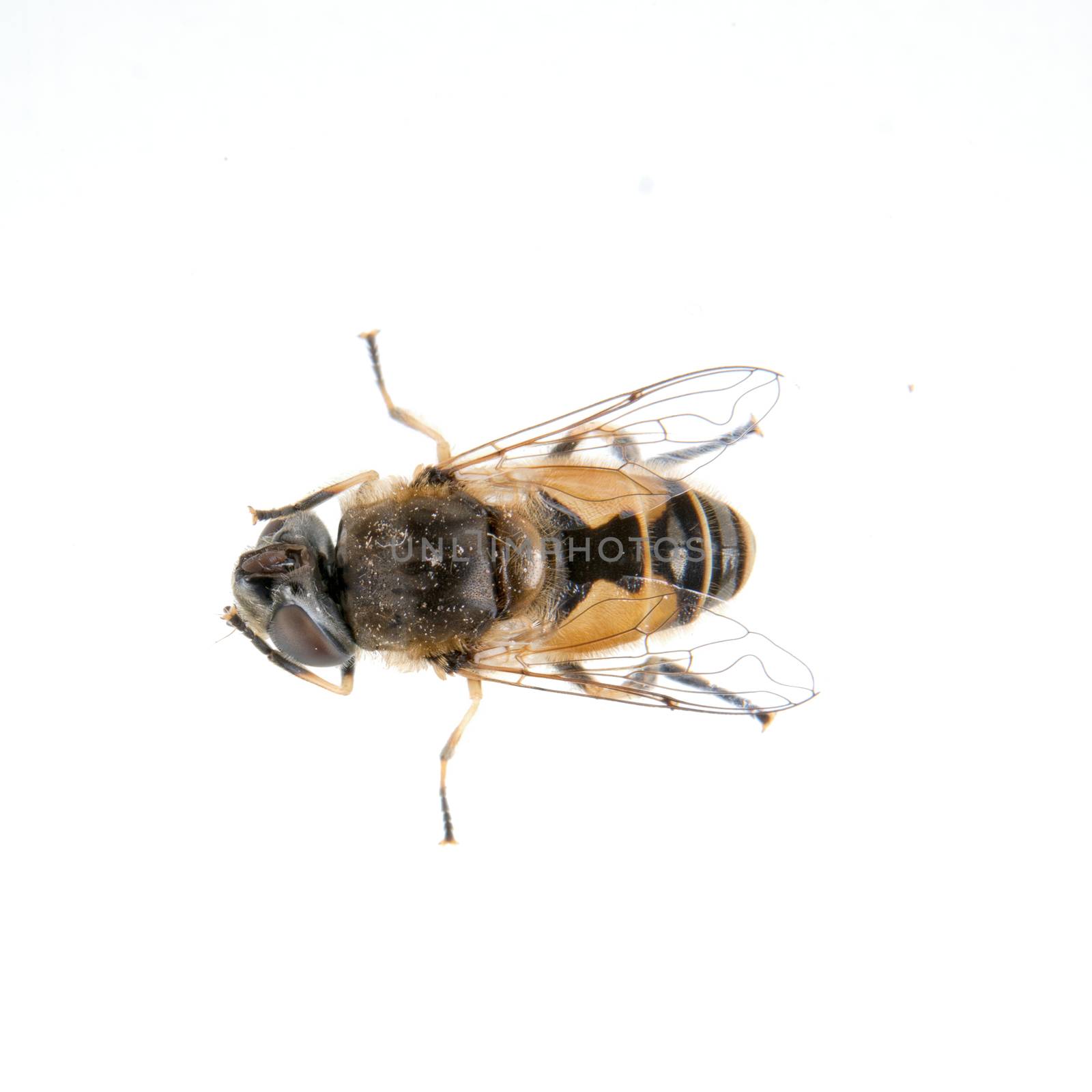 Black fly isolated on a white background